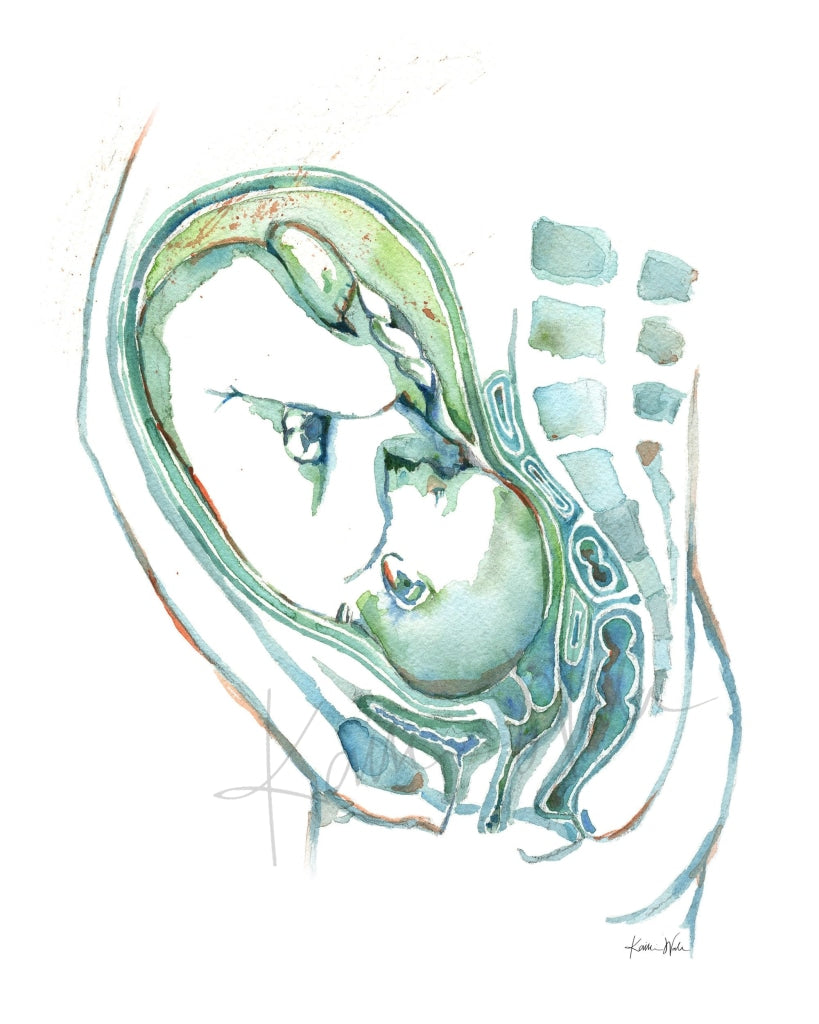 Fetal Anatomy Watercolor Print