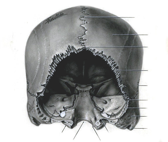 The Women behind Grant’s Atlas of Anatomy