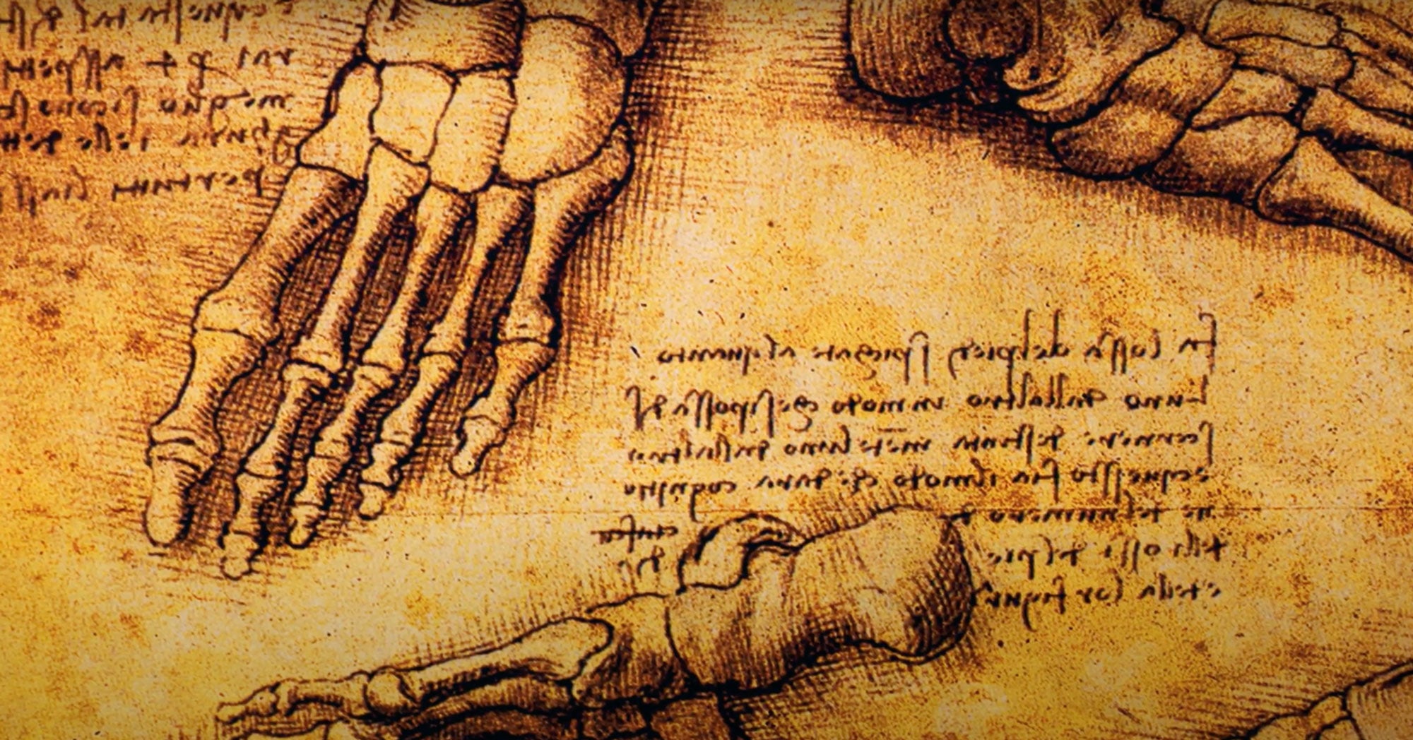 Anatomy Art - The Who, What, Where, and Why