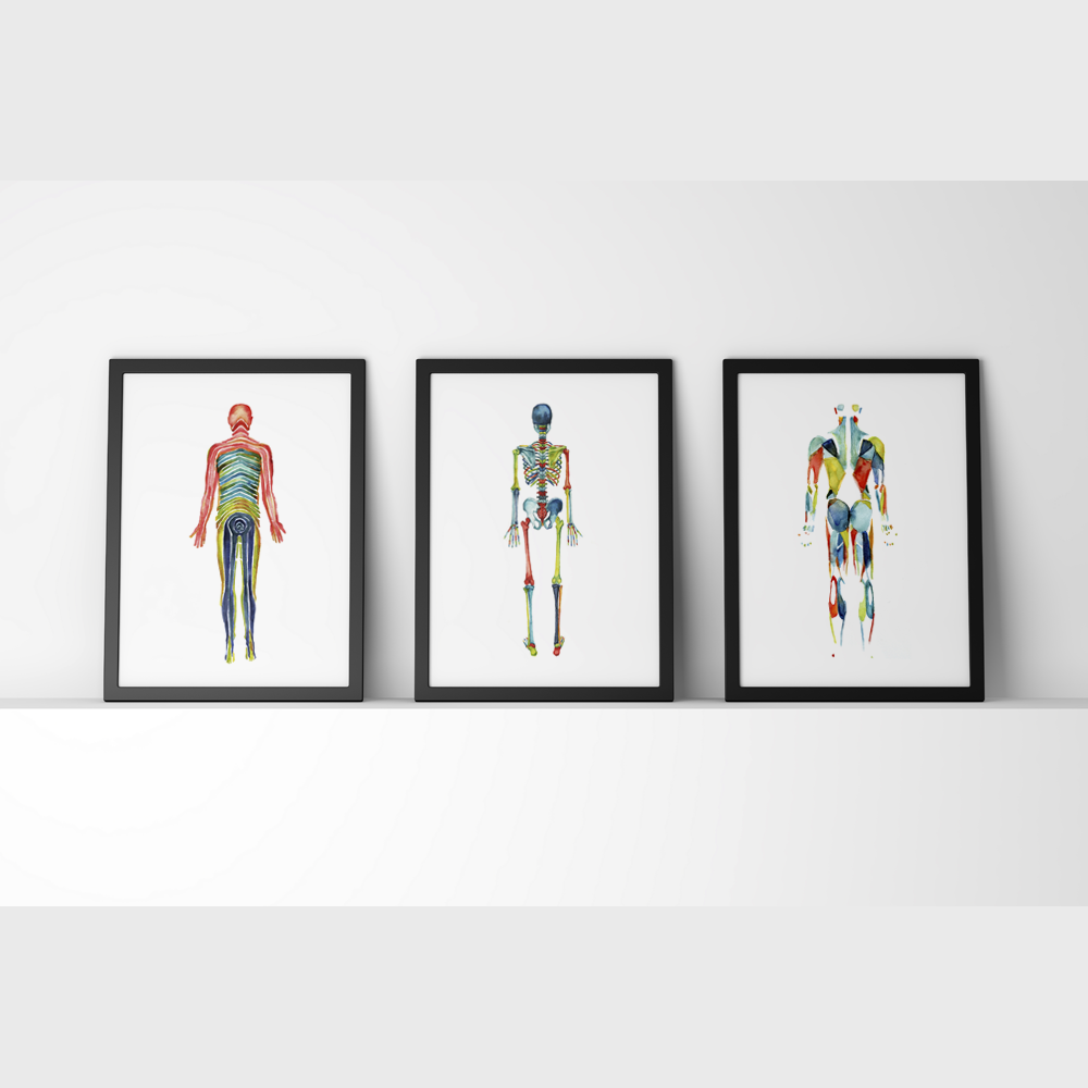 Framed watercolor painting of different body systems