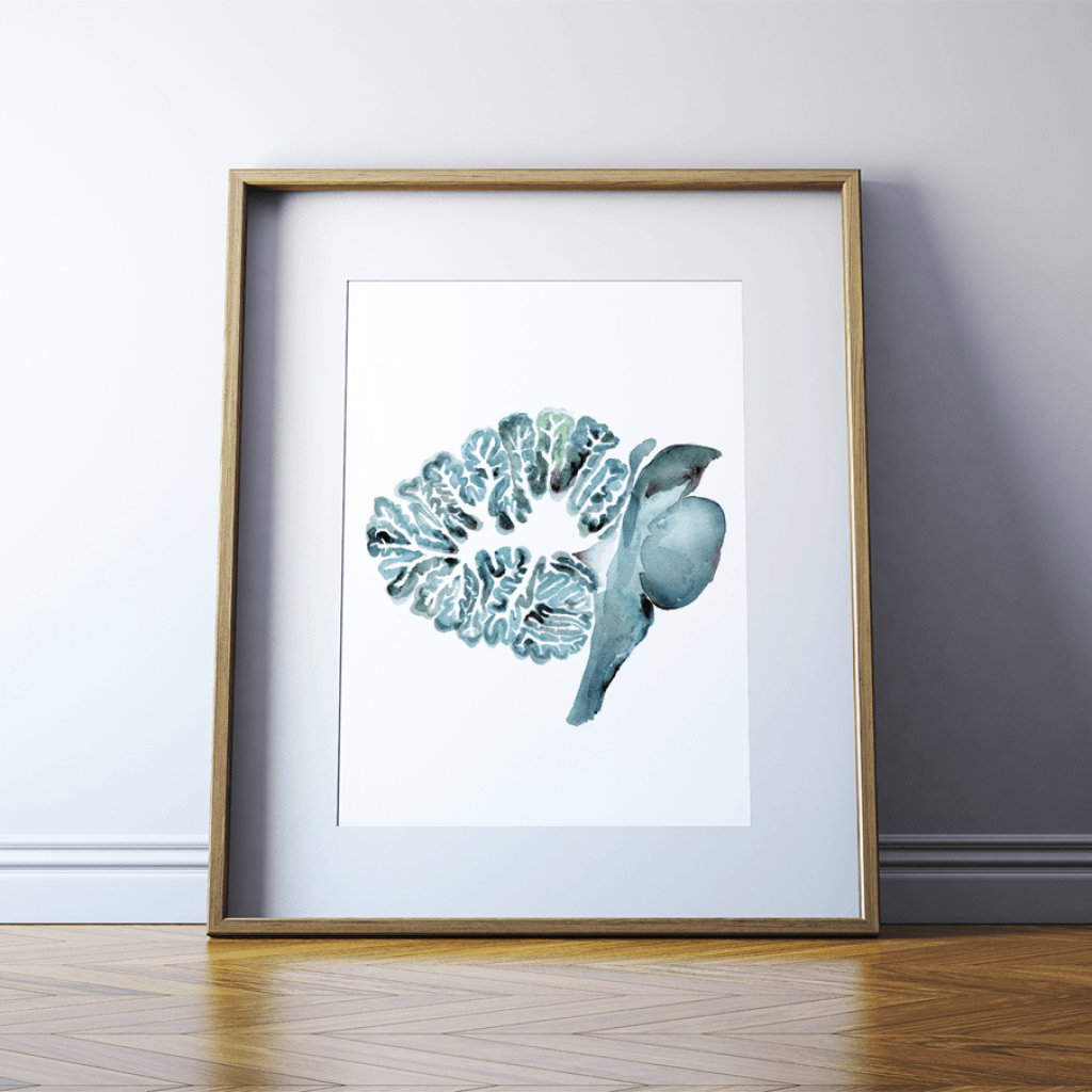 Framed watercolor painting of an anatomical brain