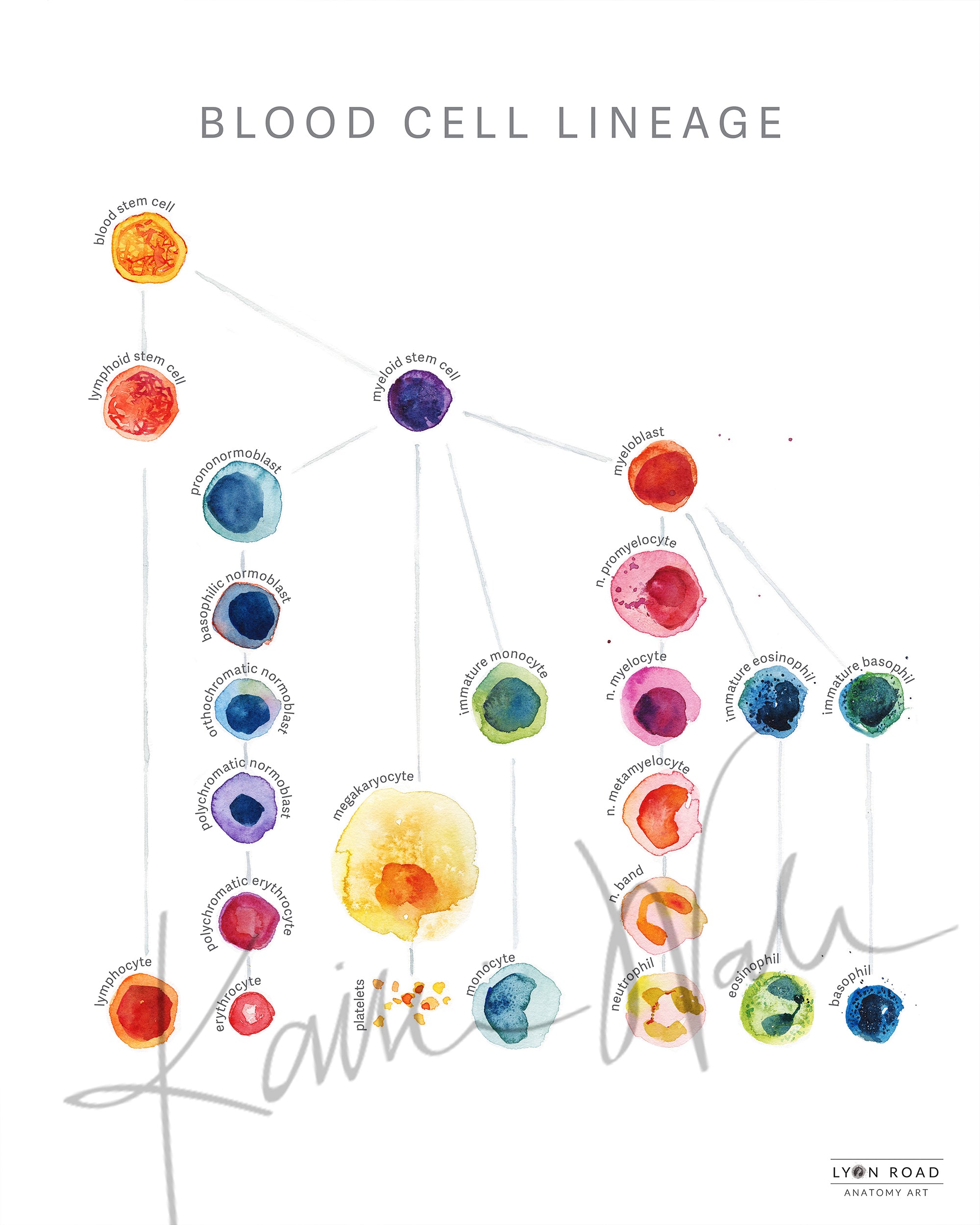 Blood Cell Lineage Watercolor Poster