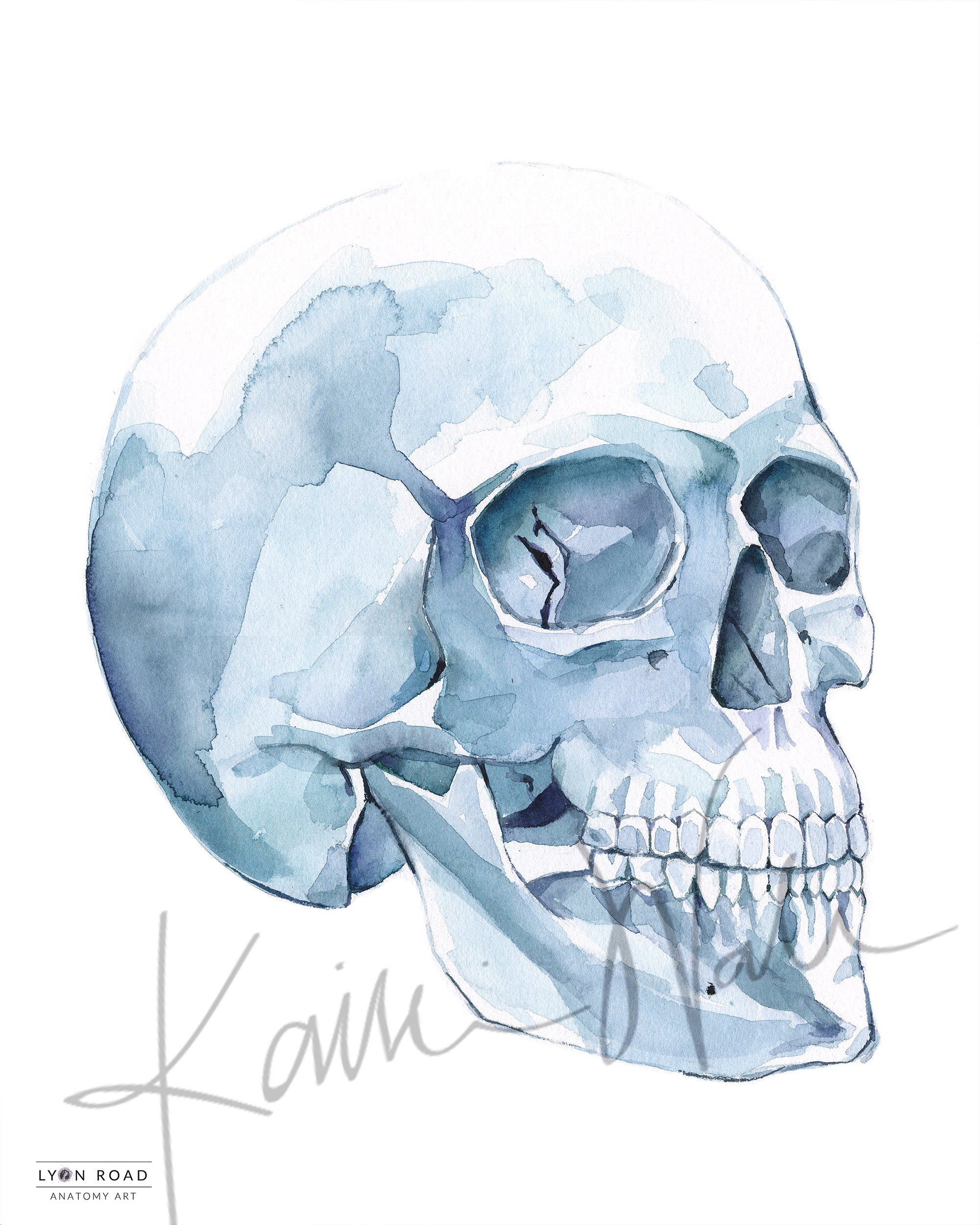 Soft Blue Skull Watercolor Print