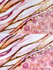 Gilded Dermis Watercolor Print