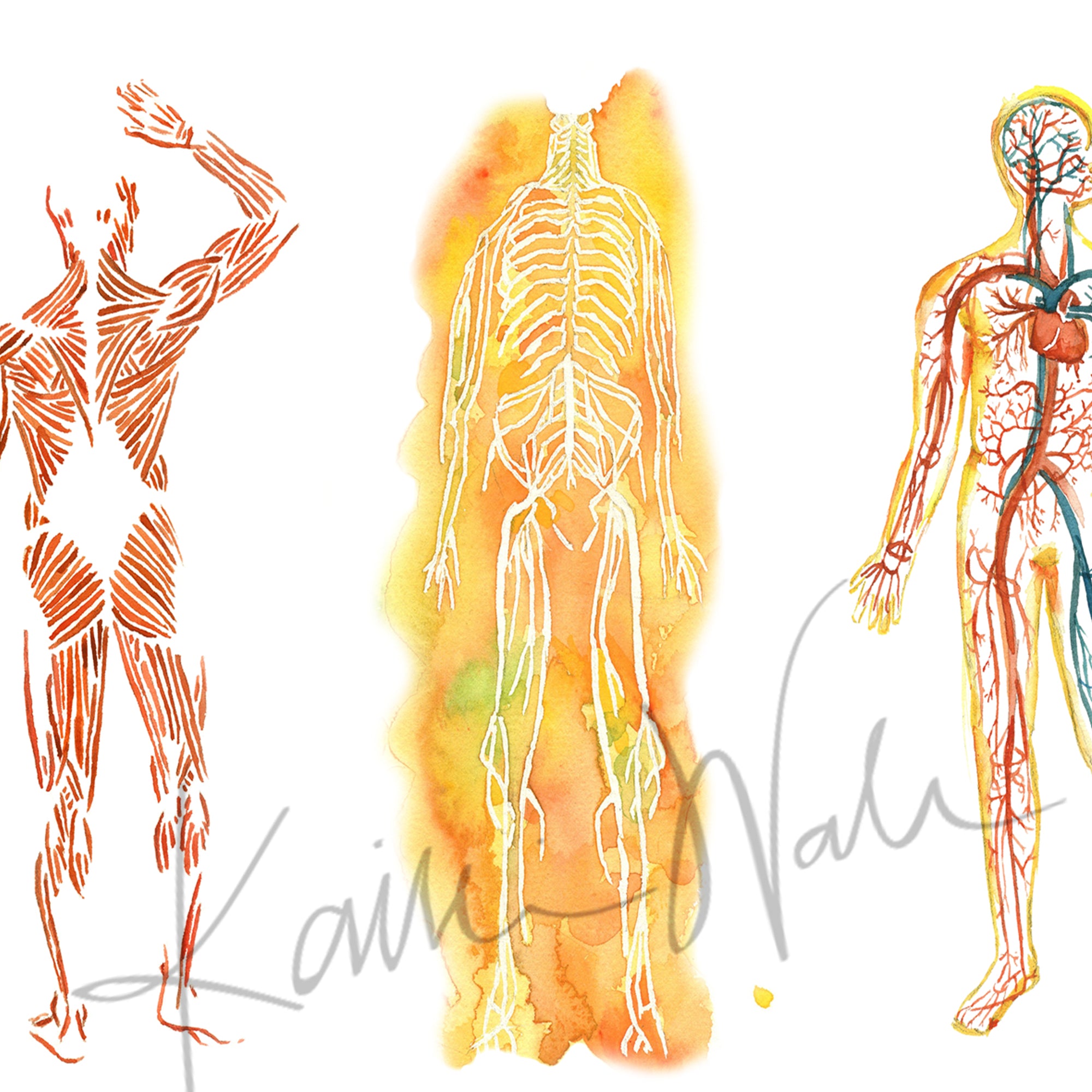 The Five Body Systems Watercolor Print