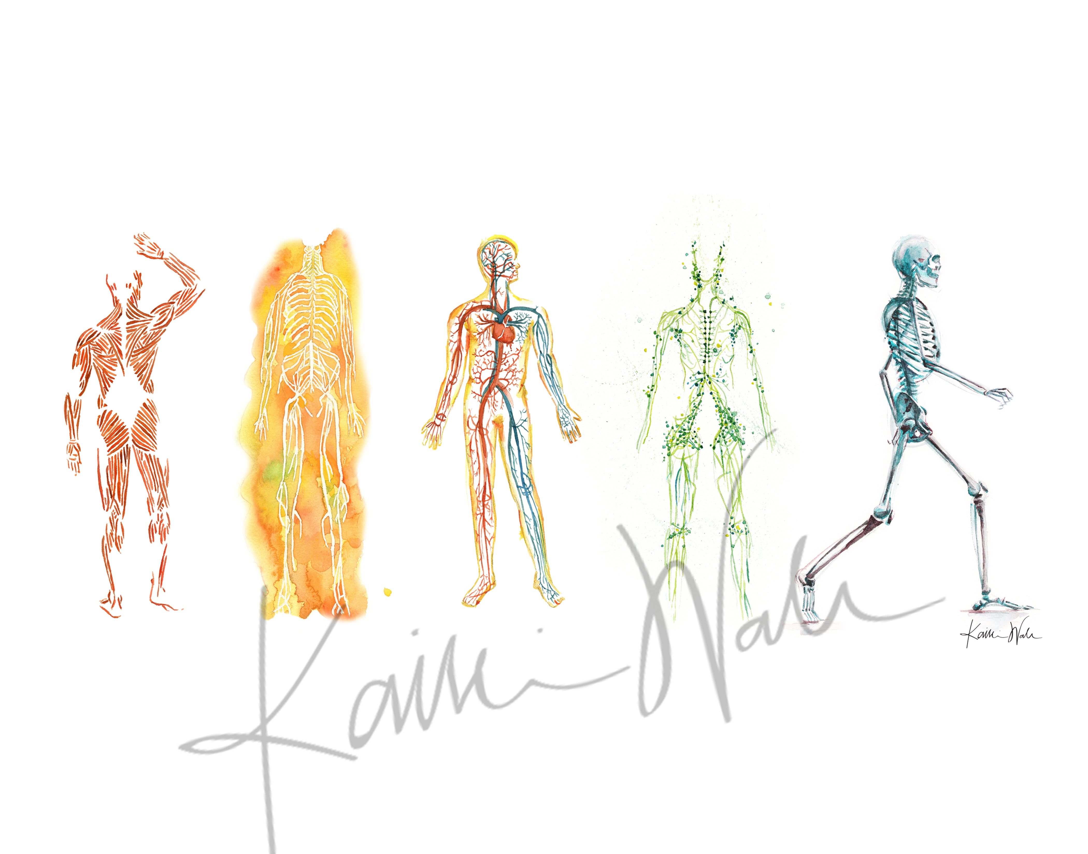 The Five Body Systems Watercolor Print