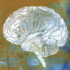 Neuroanatomy Desktop Anatomy Art - Acrylic Framed Mini Print