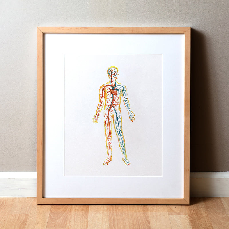 Framed diagram anatomy art of a human body circulatory system with colored systems on a white background