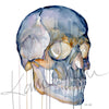 Skull Desktop Anatomy Art - Acrylic Framed Mini Print