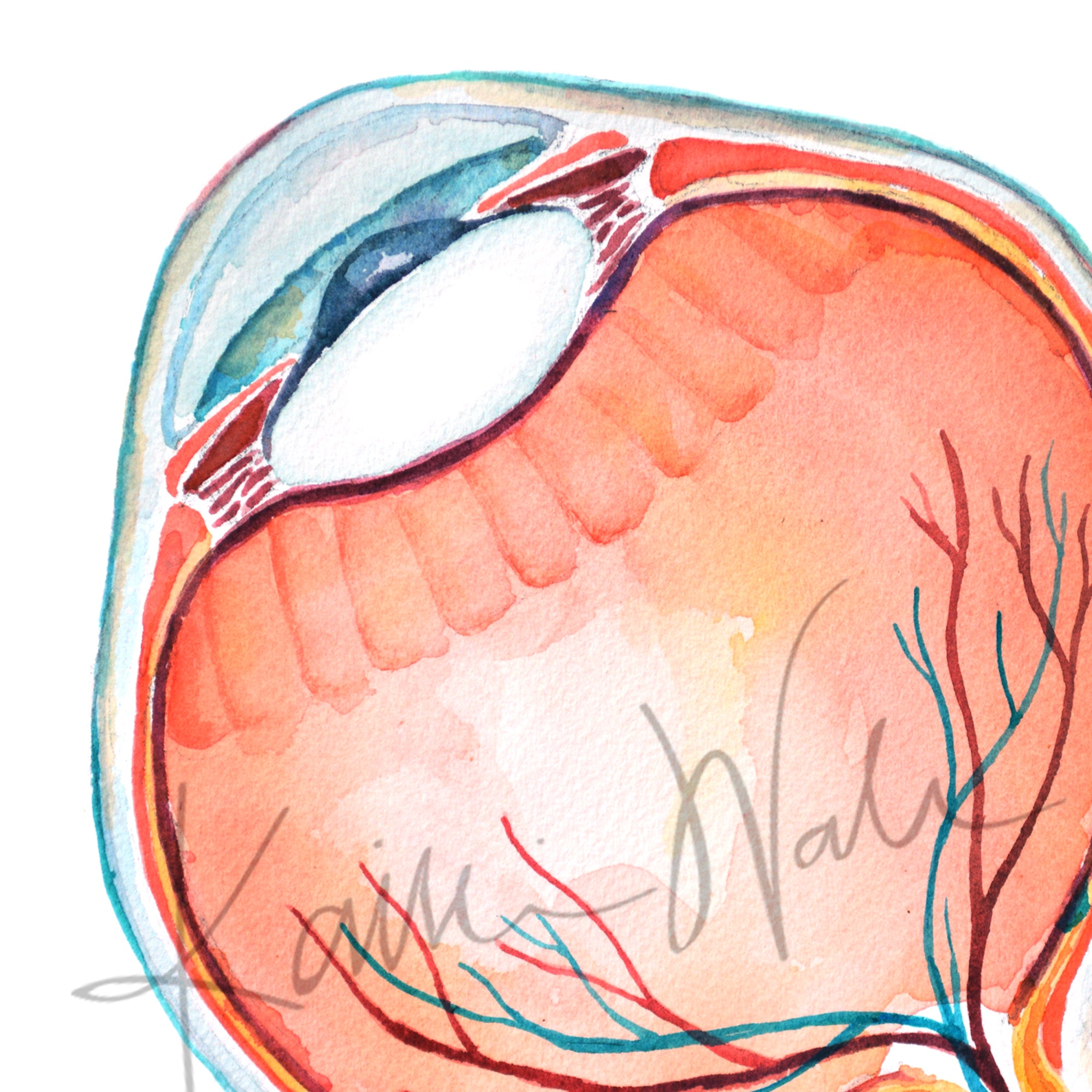 Anatomical Eye Cross Section Watercolor Print