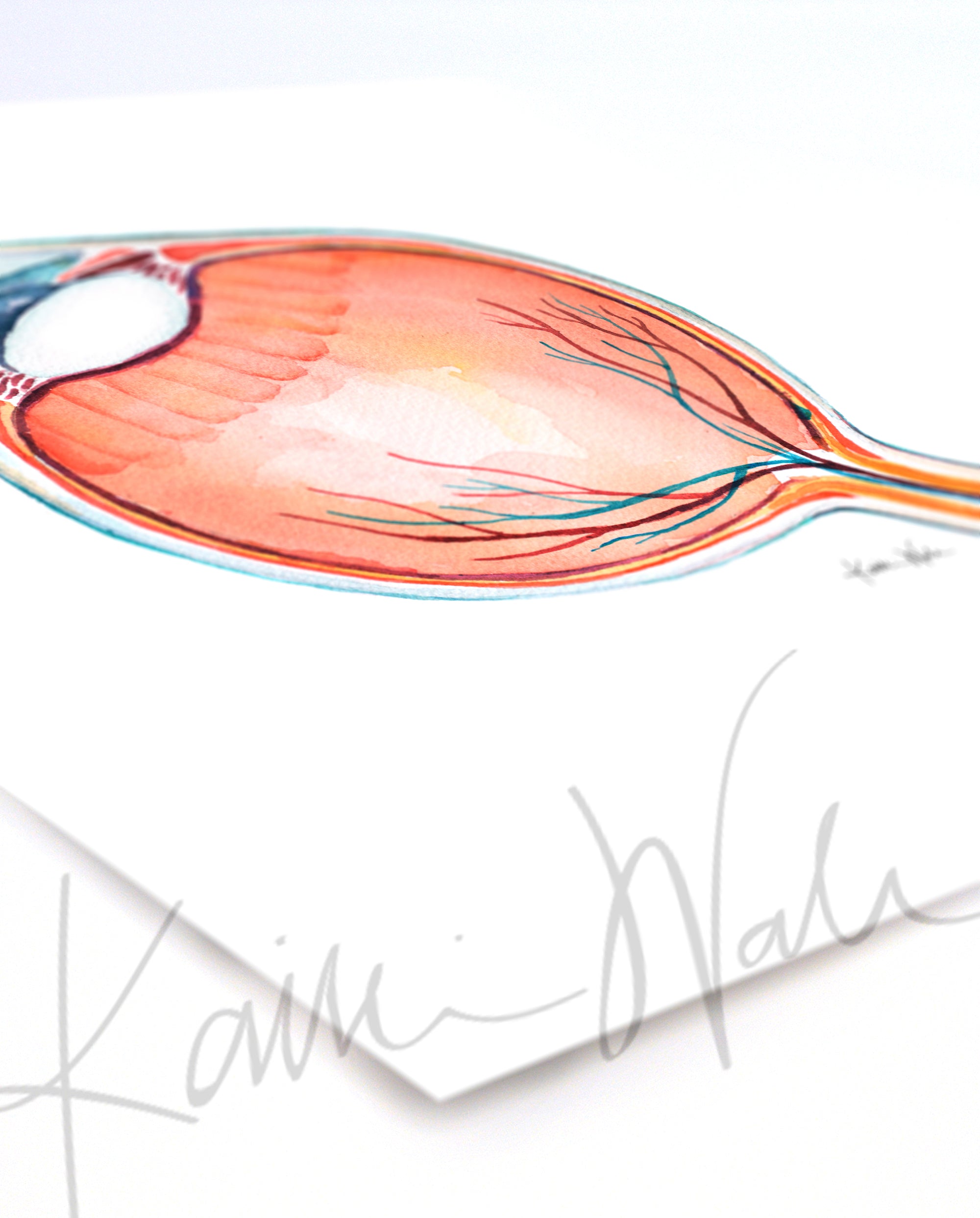 Anatomical Eye Cross Section Watercolor Print