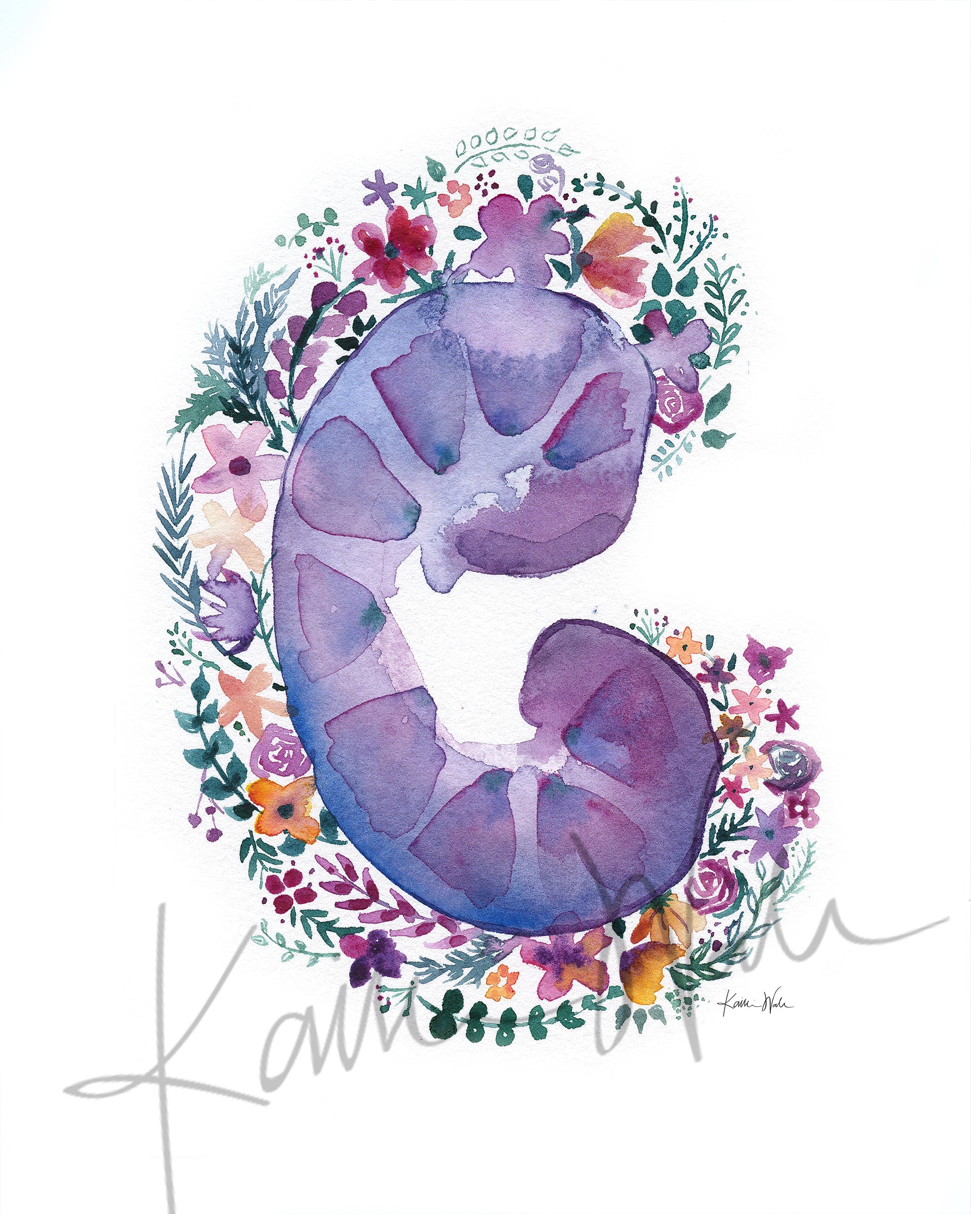 Pretty Kidney Watercolor Print