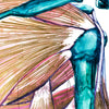 Gilded Shoulder Joint Watercolor Print