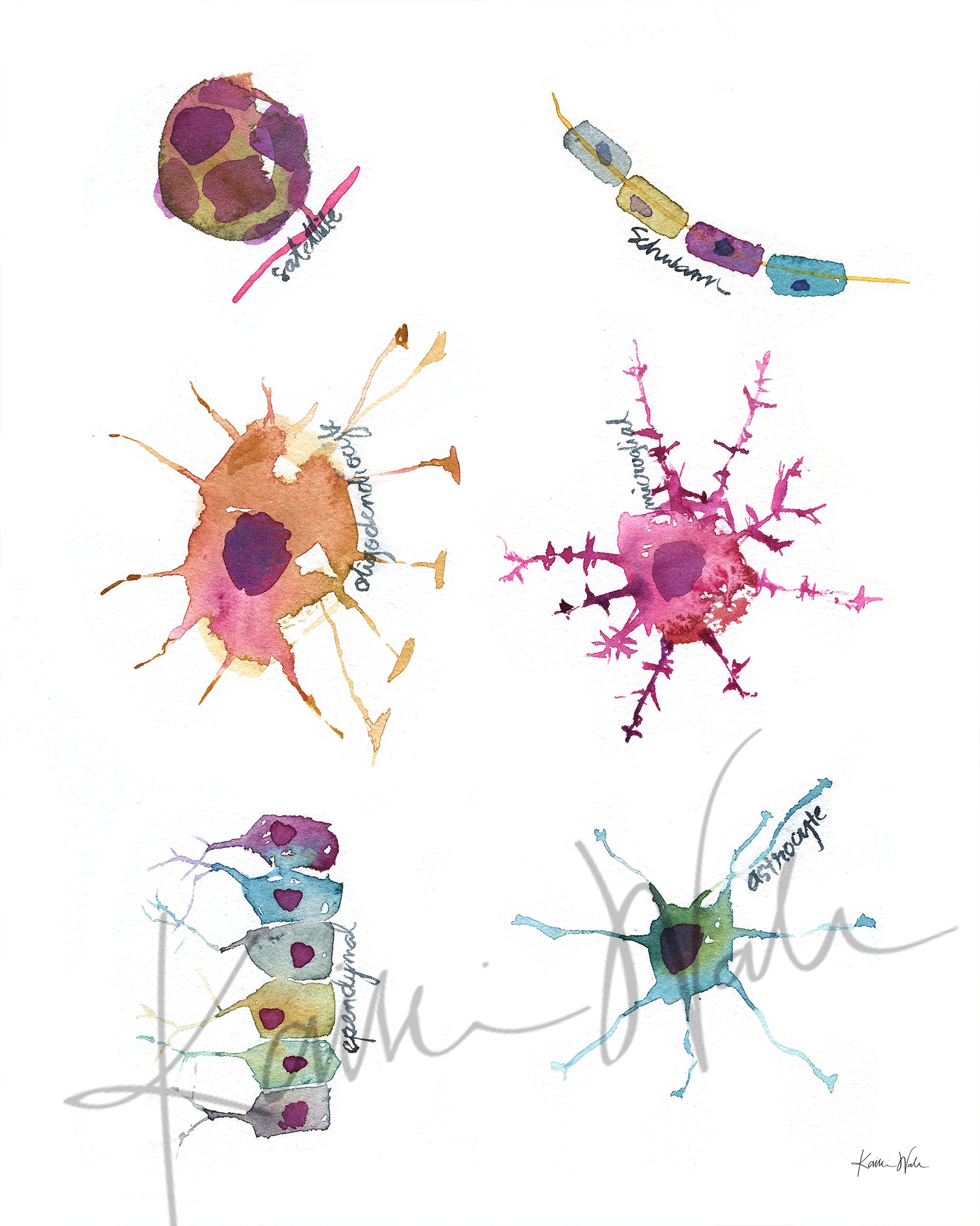 Glial Cells Watercolor Print