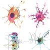 Glial Cells Watercolor Print