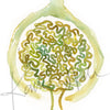 Urology Desktop Anatomy Art - Acrylic Framed Mini Print
