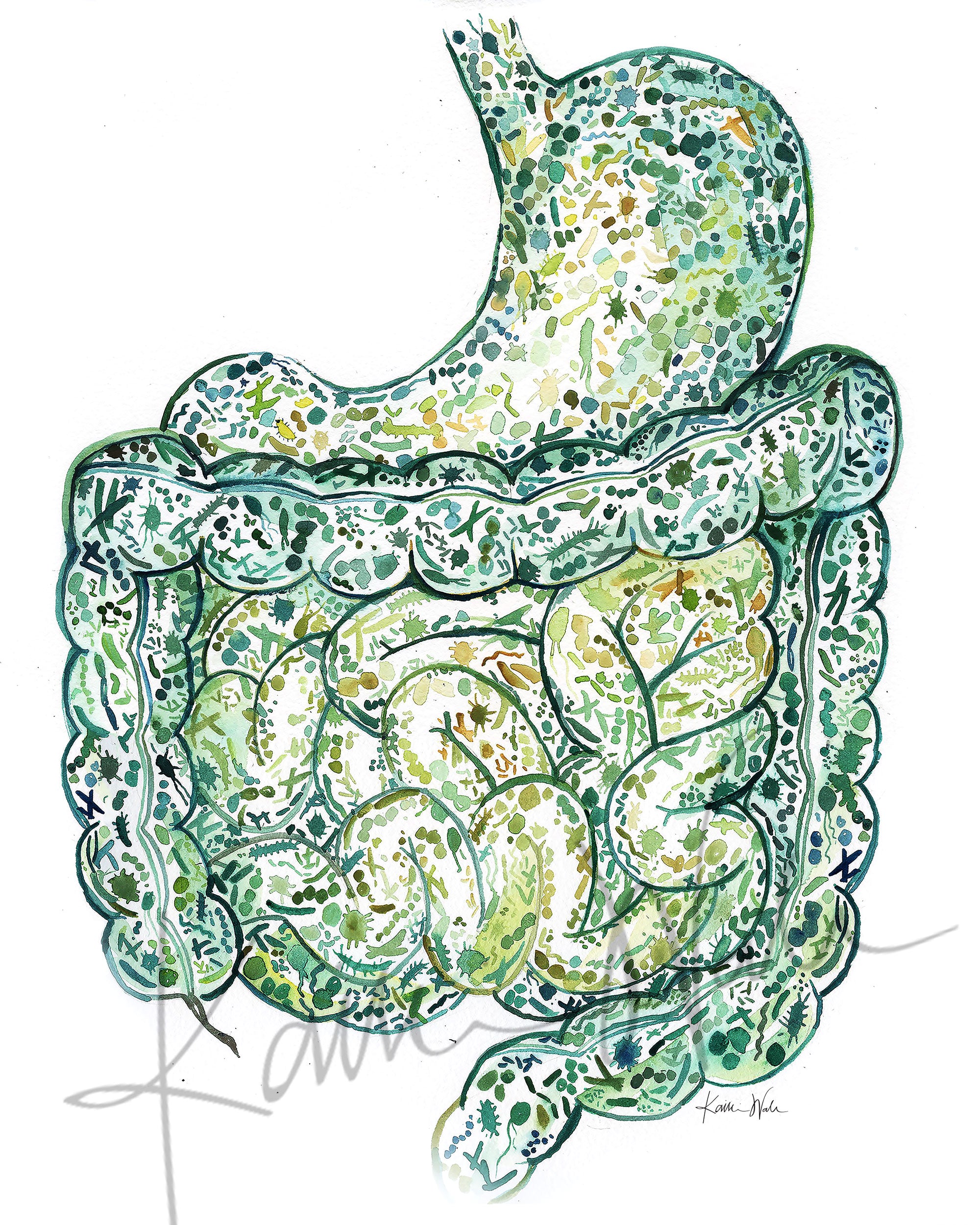 Unframed watercolor painting of the stomach and intestines showing the internal gut microbiome.