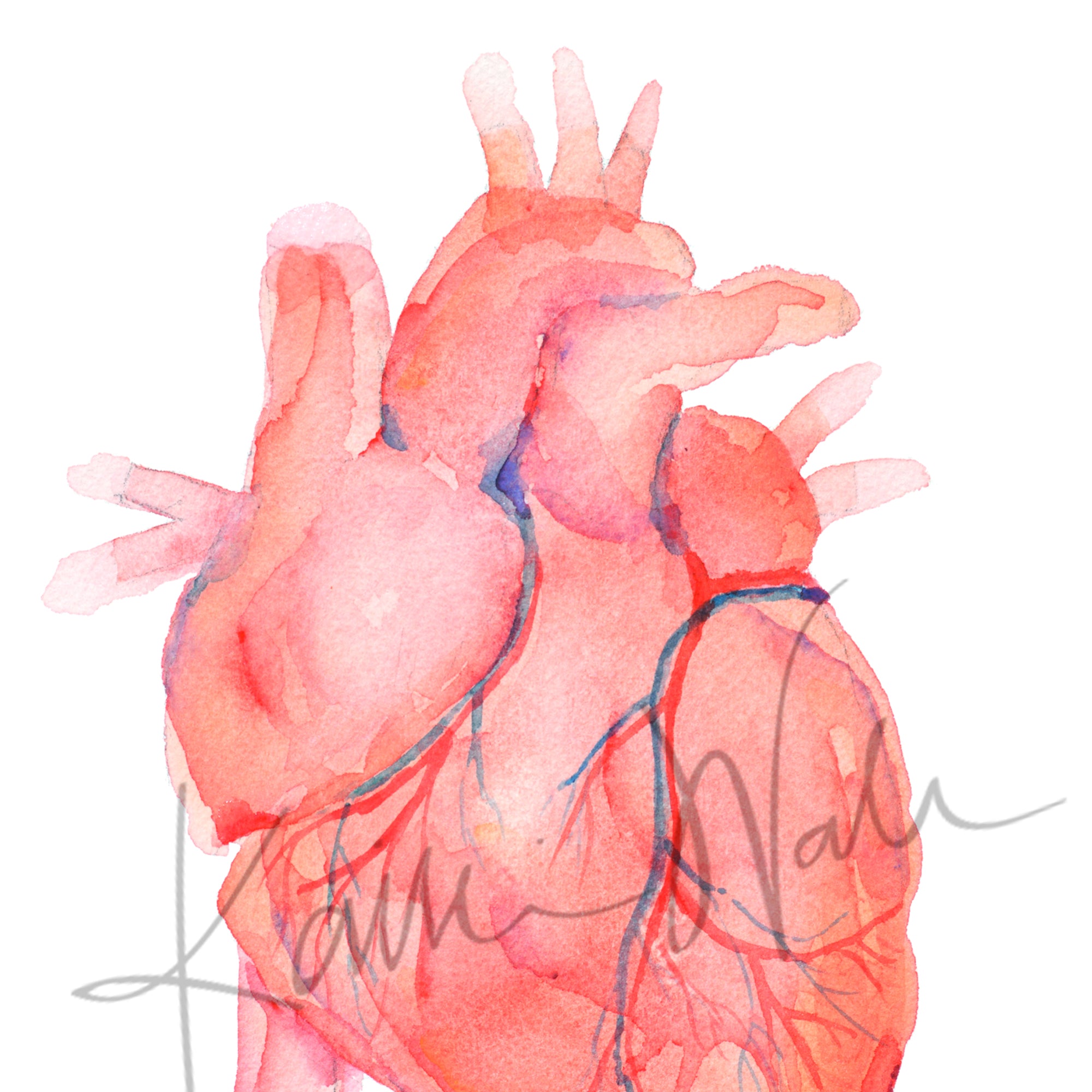 Anatomical Heart Watercolor Print