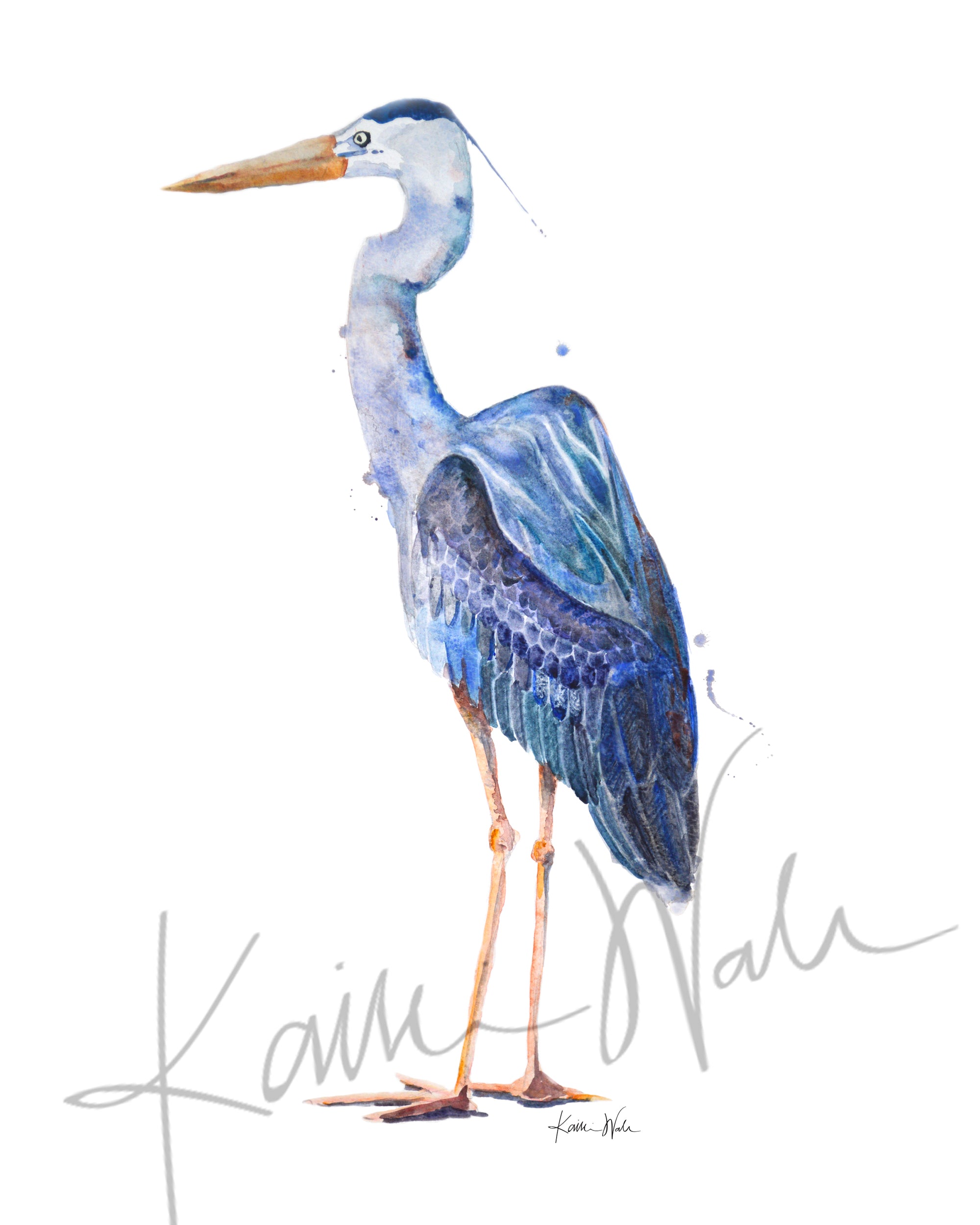 Great blue heron , micron pen and watercolour painting 