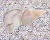 Liver Cell Patterns Watercolor Print
