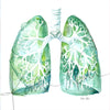 Lung Anatomy Desktop Art - Acrylic Framed Mini Print