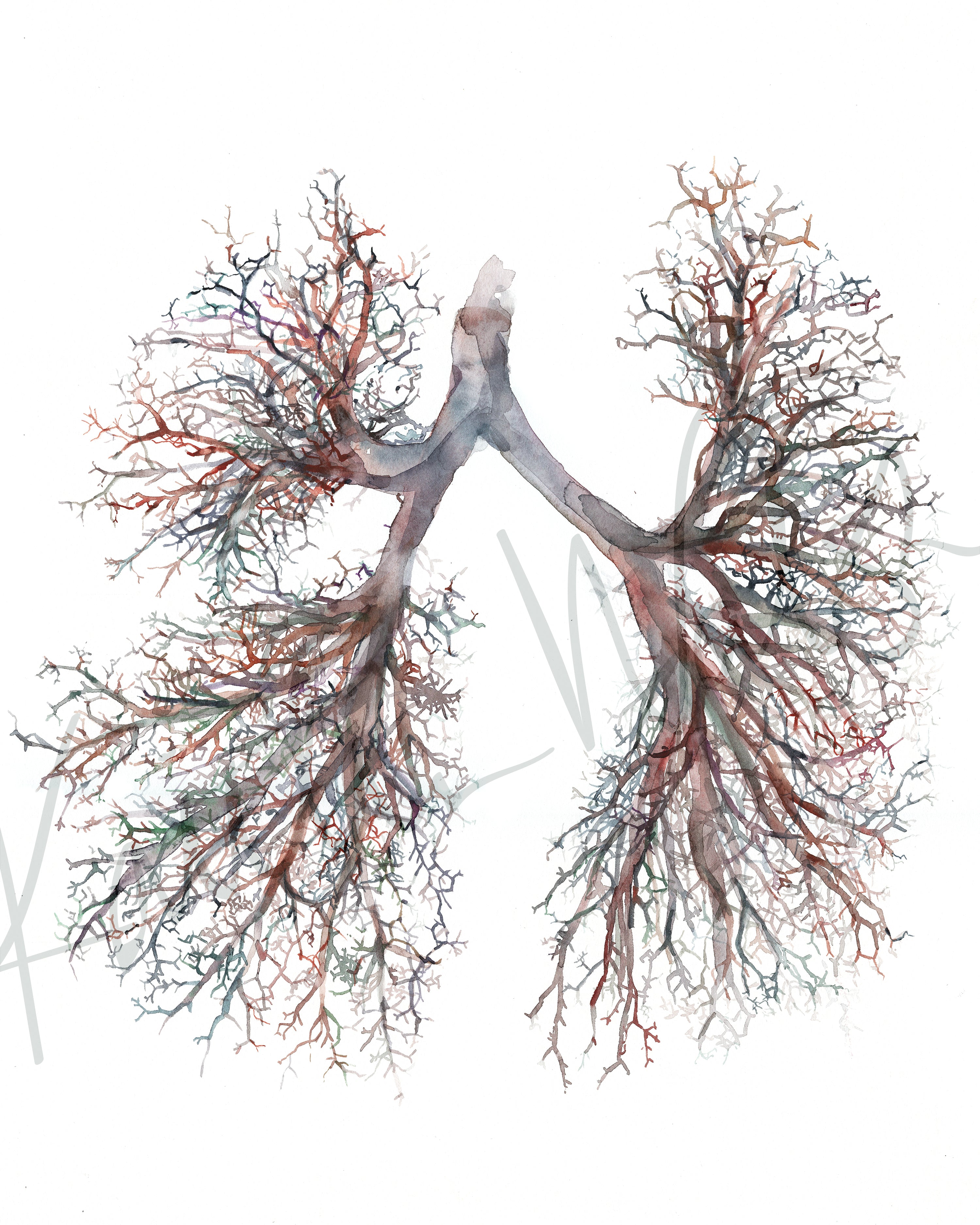 watercolor art painting of lungs with a white background. doctor clinic art