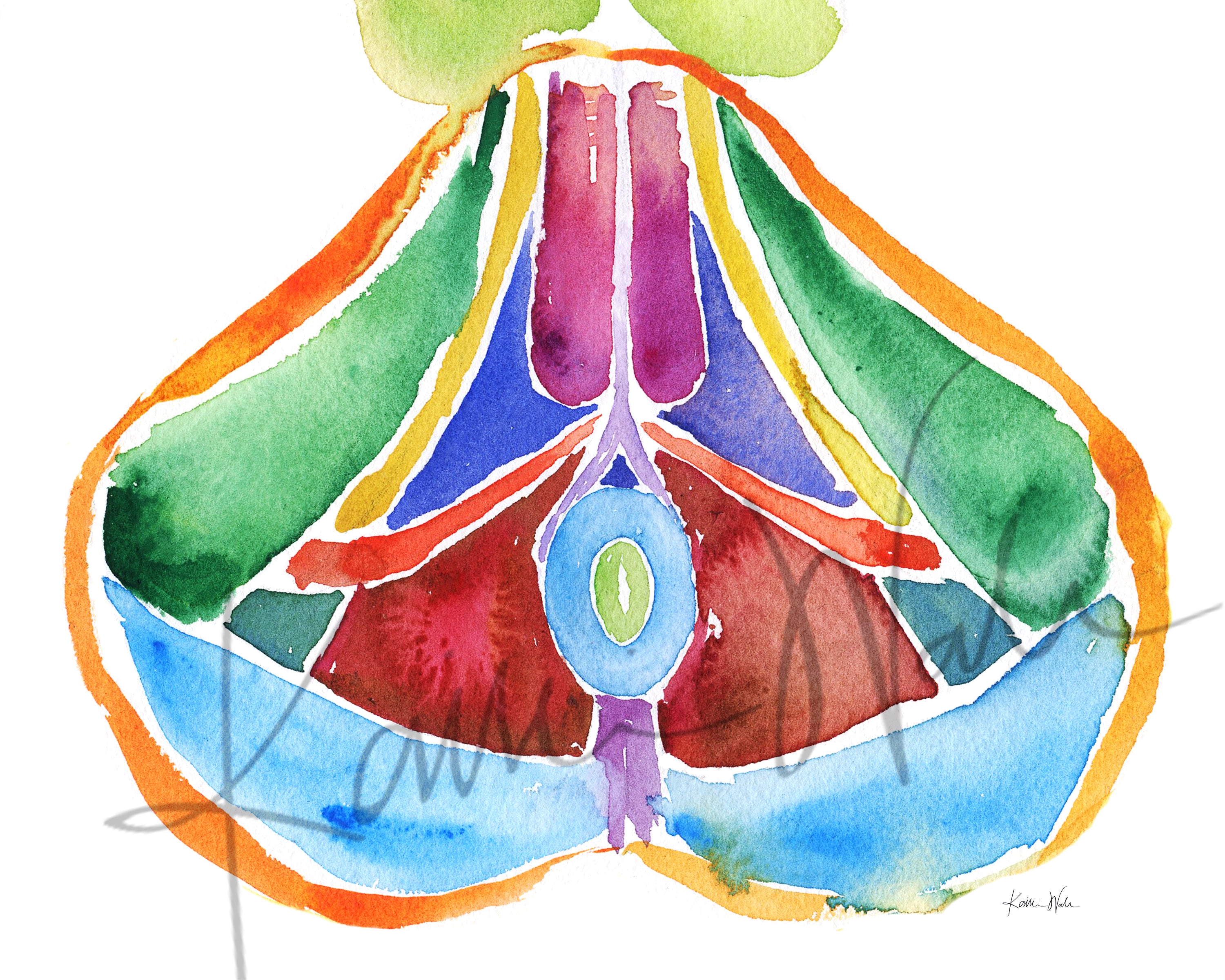 Male Pelvic Floor Watercolor Print