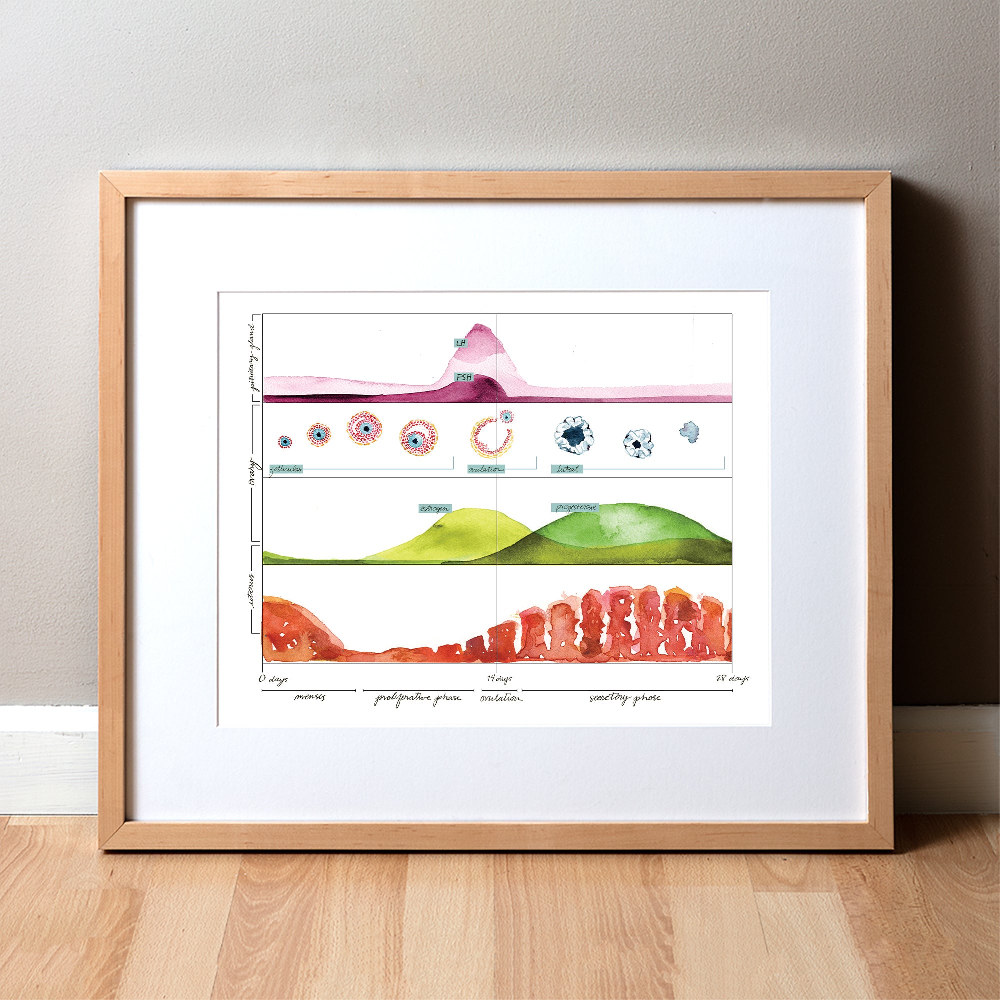 Menses Cycle II Watercolor Art Print