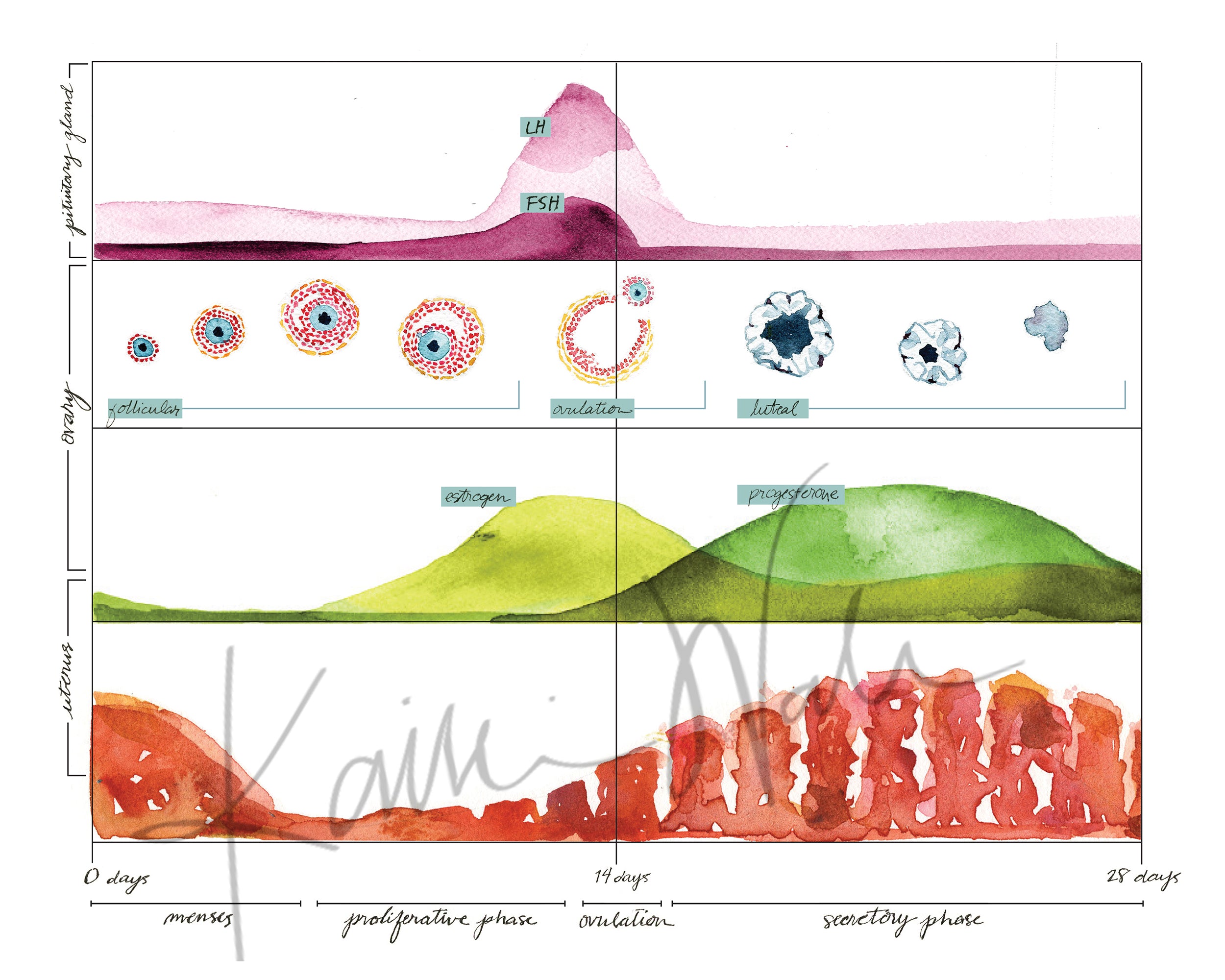 Menses Cycle II Watercolor Art Print