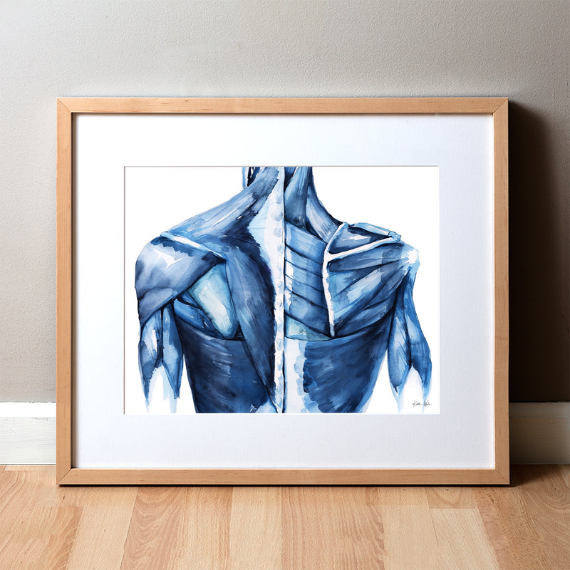 A framed watercolor print depicting the muscular system of the back and arms, with a predominantly navy blue color palette, anatomy art.