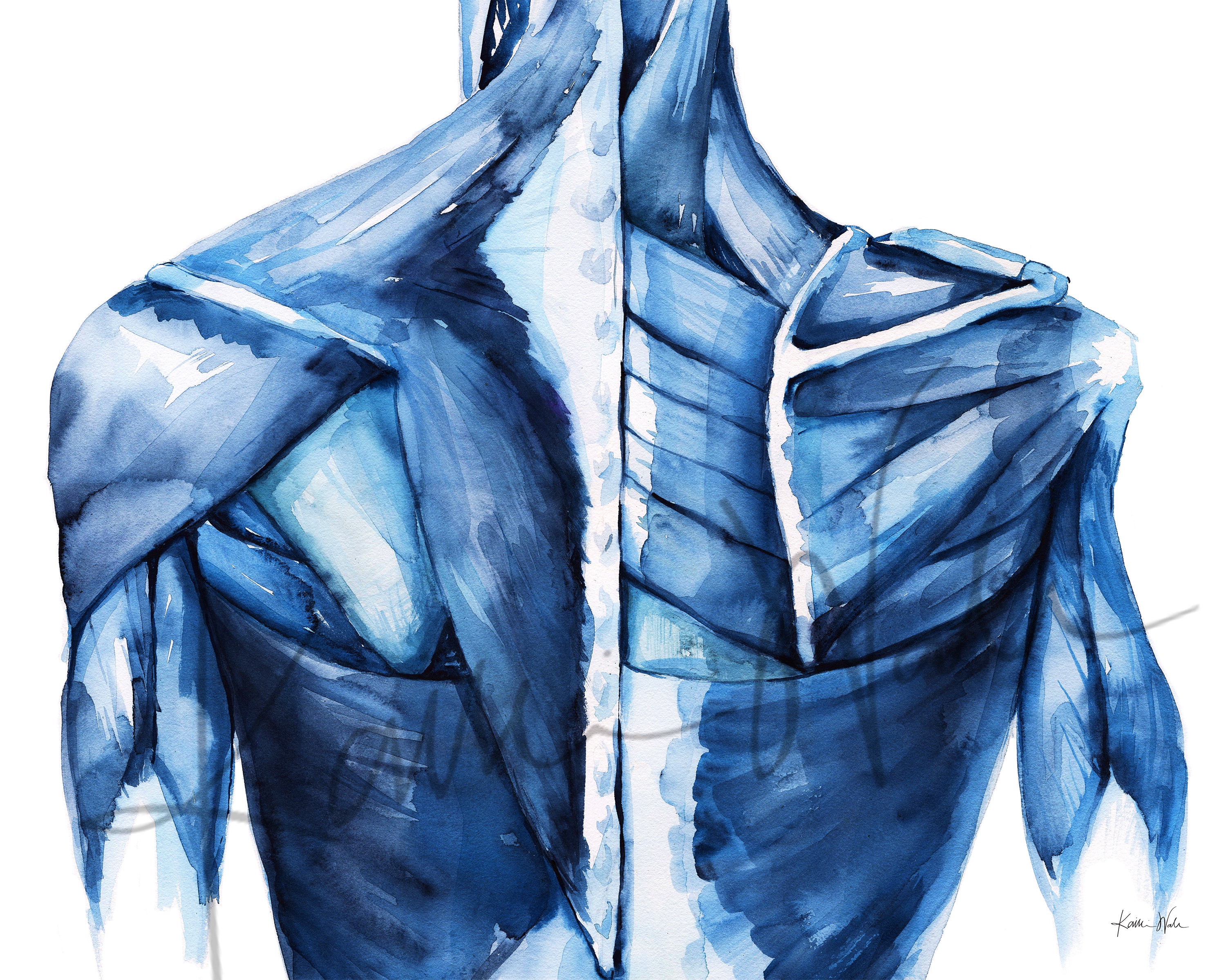 Muscles of the Back in Navy Watercolor Print