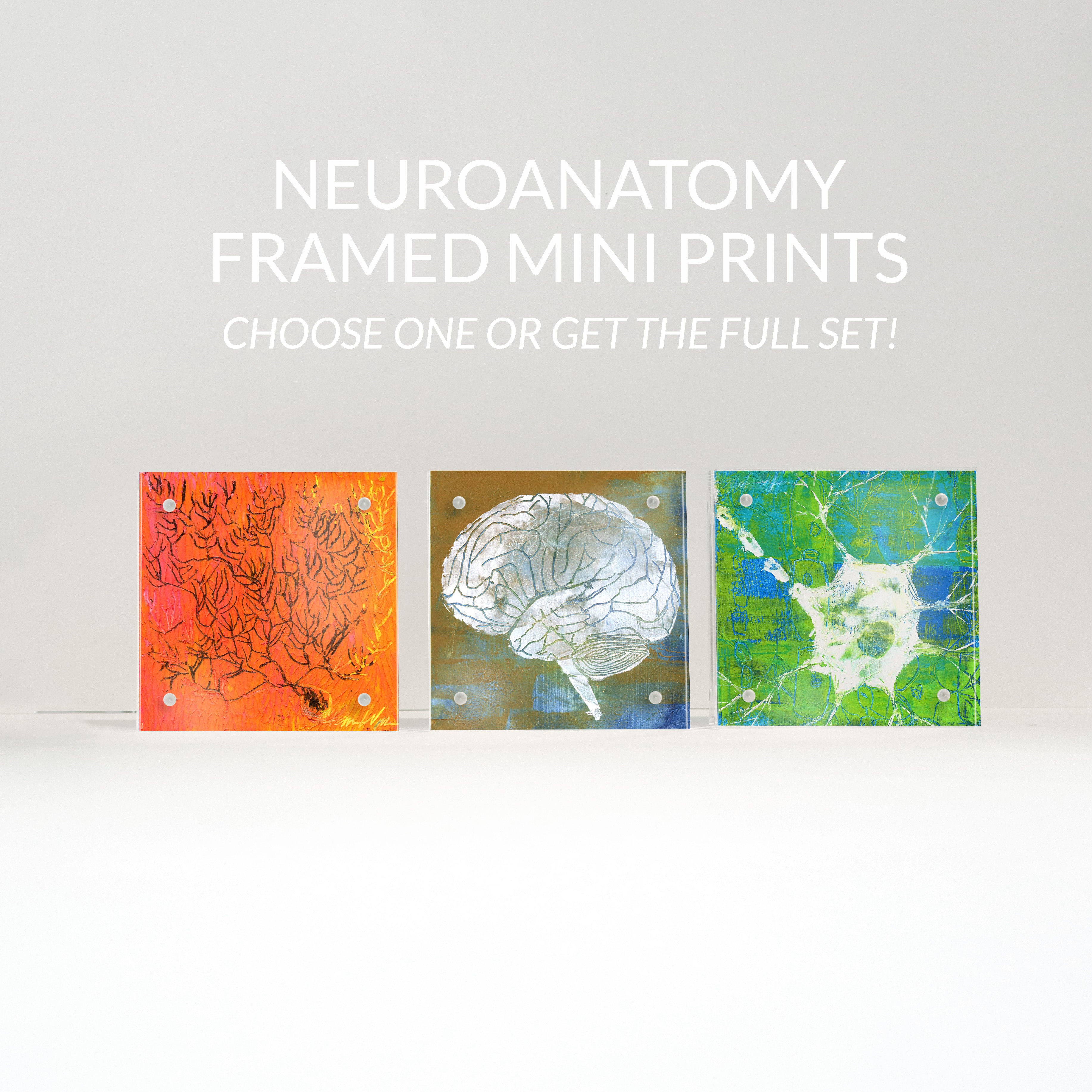 Neuroanatomy Desktop Anatomy Art - Acrylic Framed Mini Print