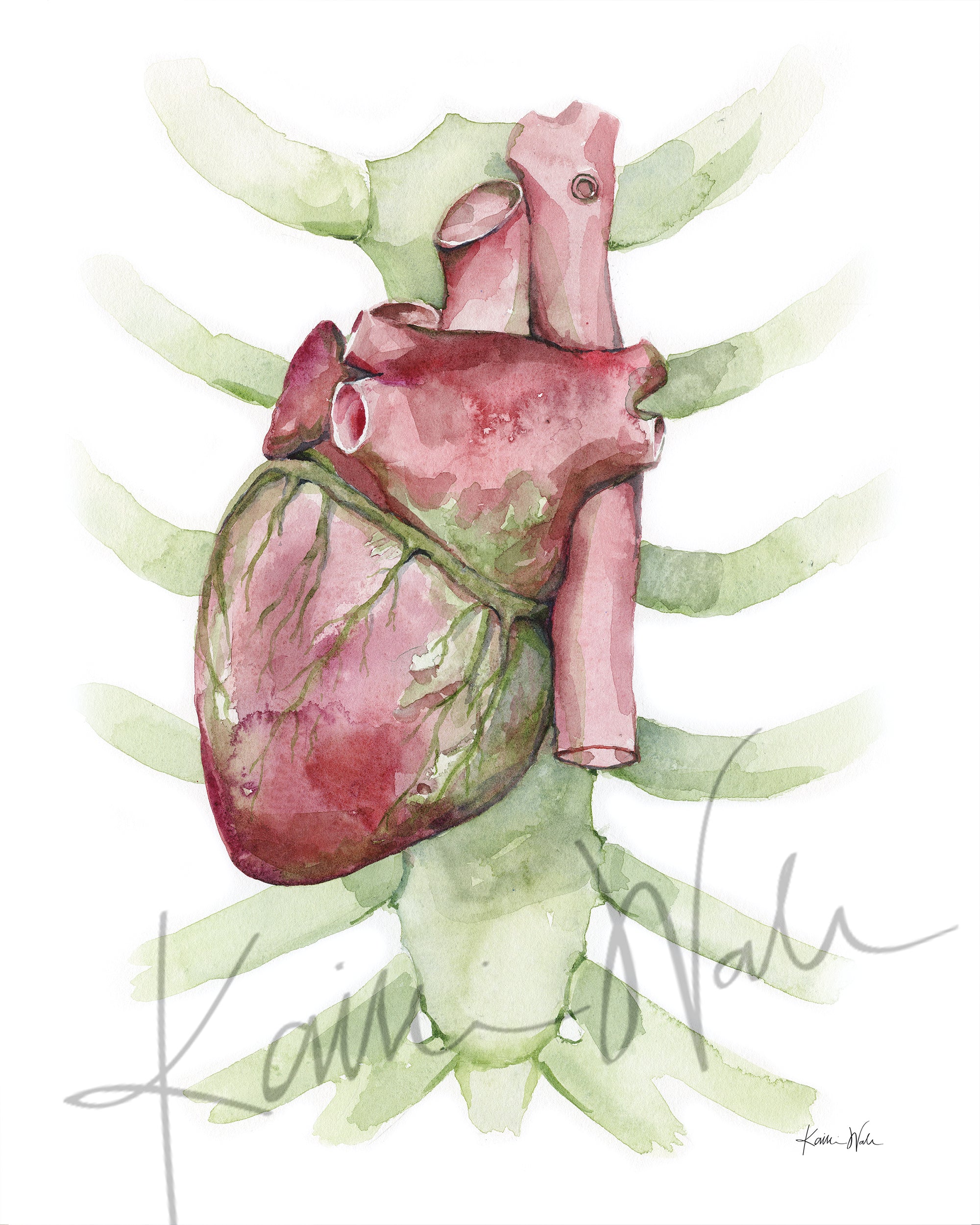 Posterior Heart Watercolor Print