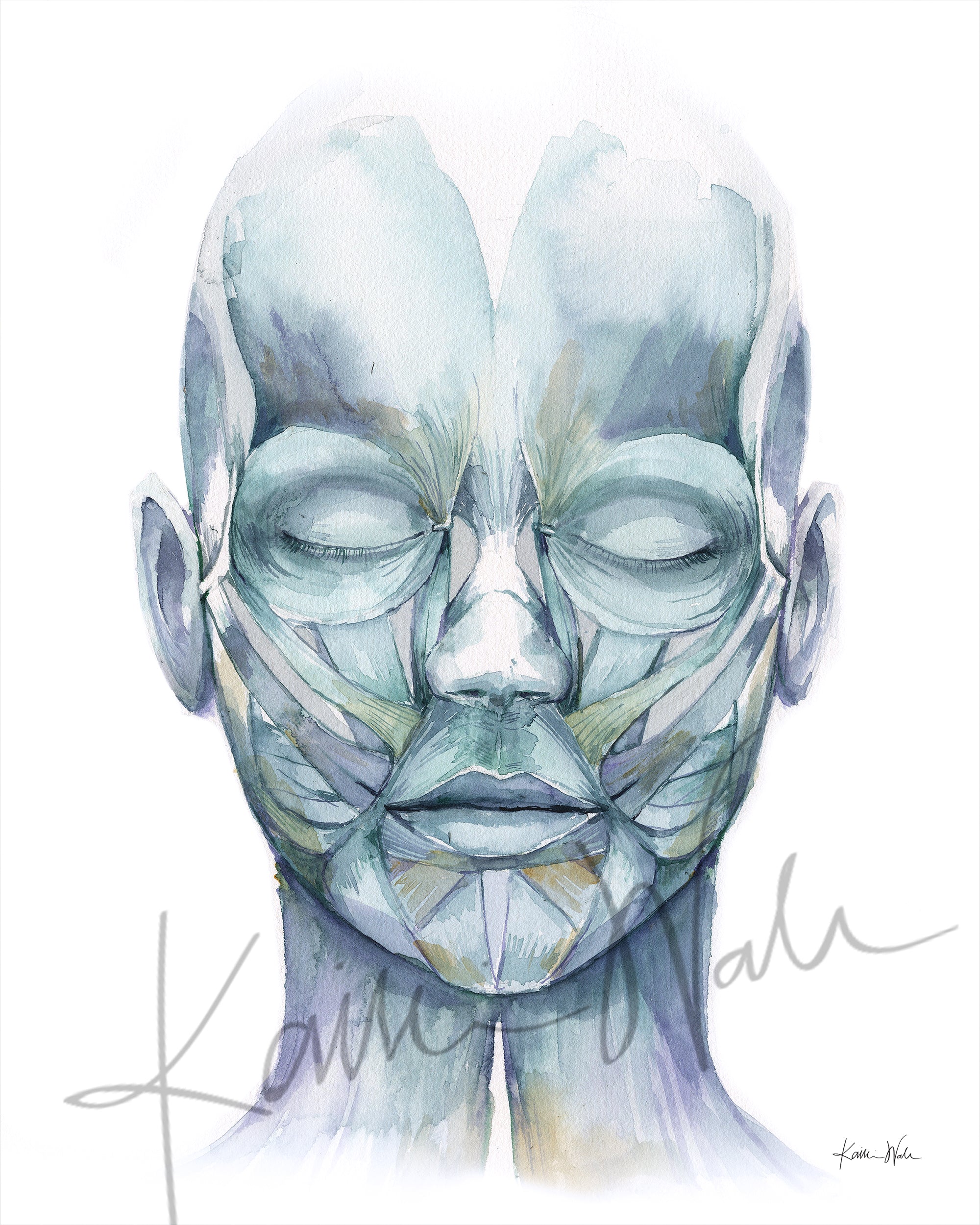 Muscles of Facial Expression Watercolor Print Set
