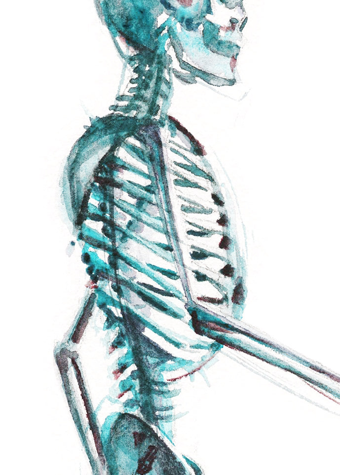 Artistic illustration of a human skeleton in profile on a white background