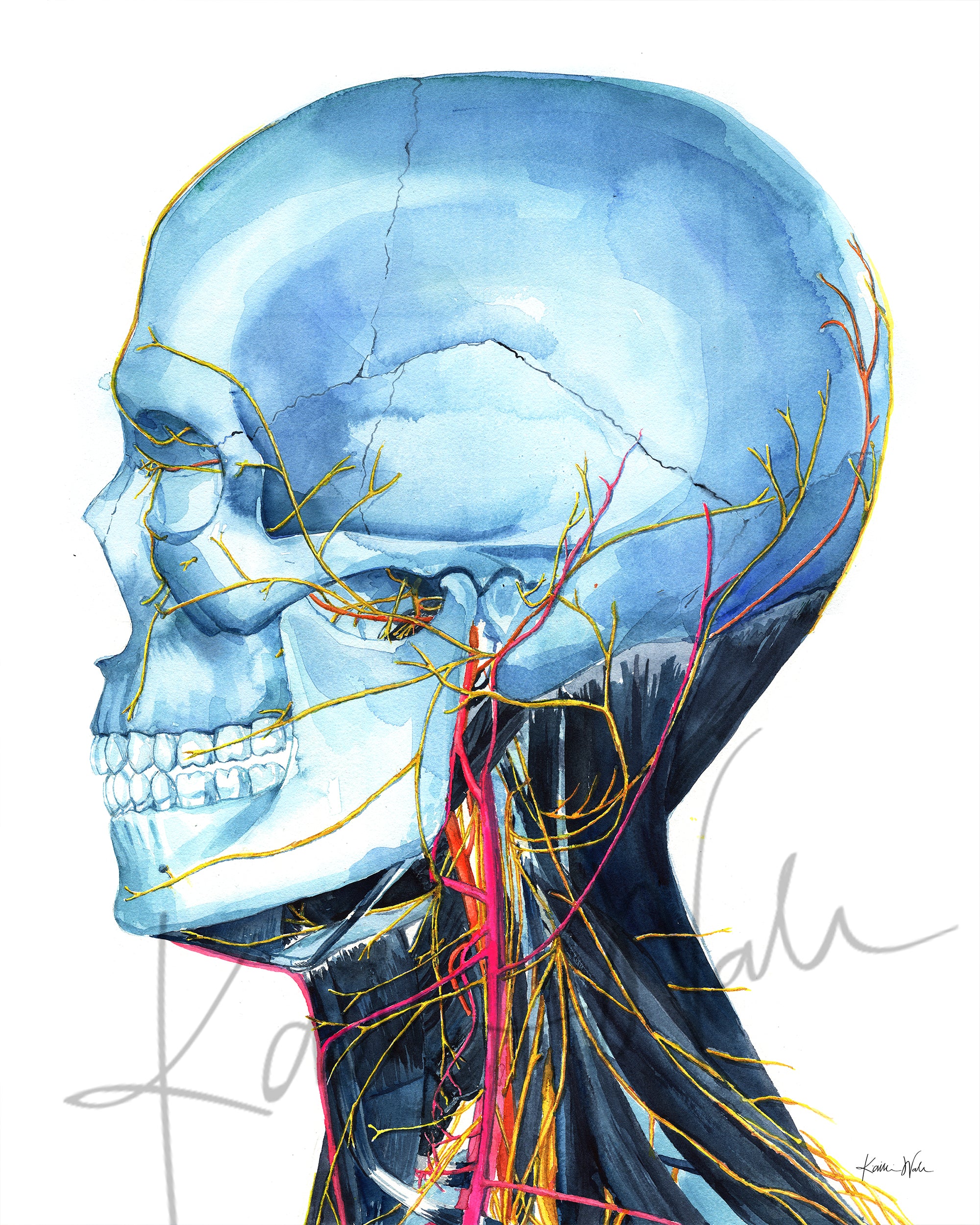anatomy art showing a watercolor of a skull and neck muscles and vasculature of the neck.
