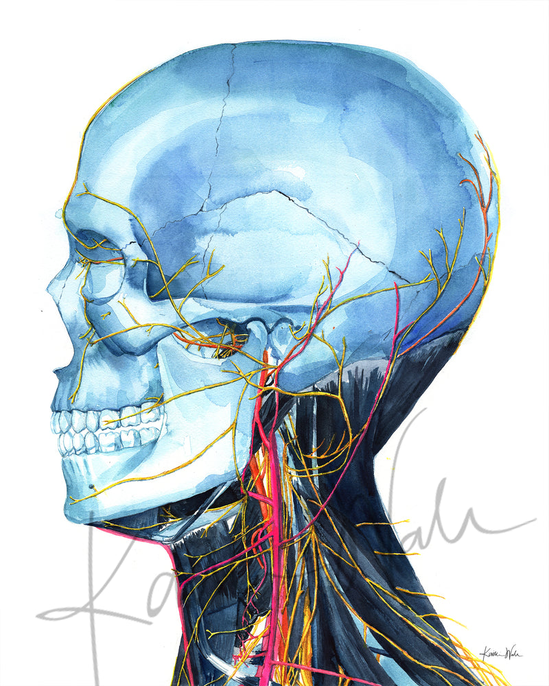 anatomy art showing a watercolor of a skull and neck muscles and vasculature of the neck.