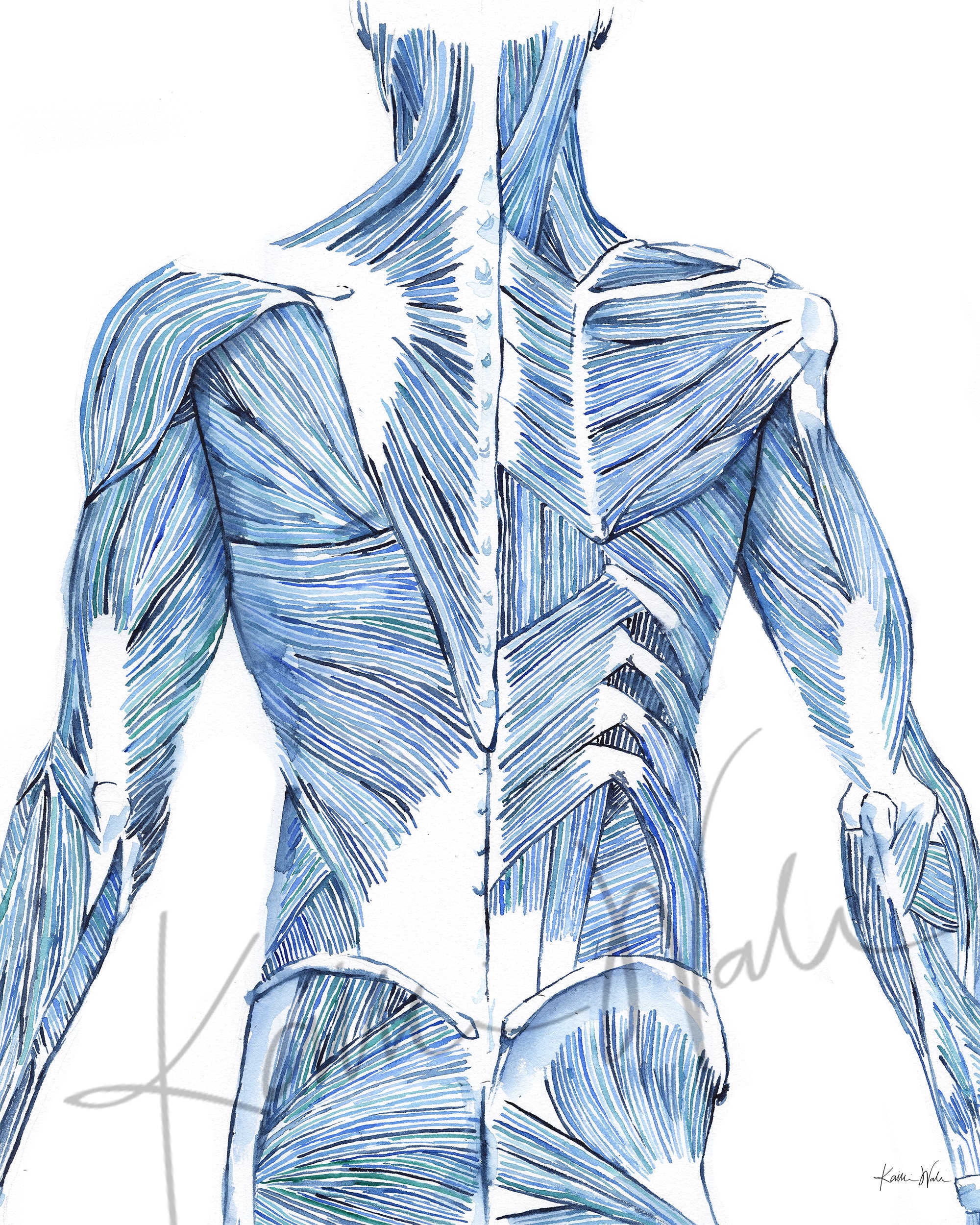 Striated Back Muscles Watercolor Print