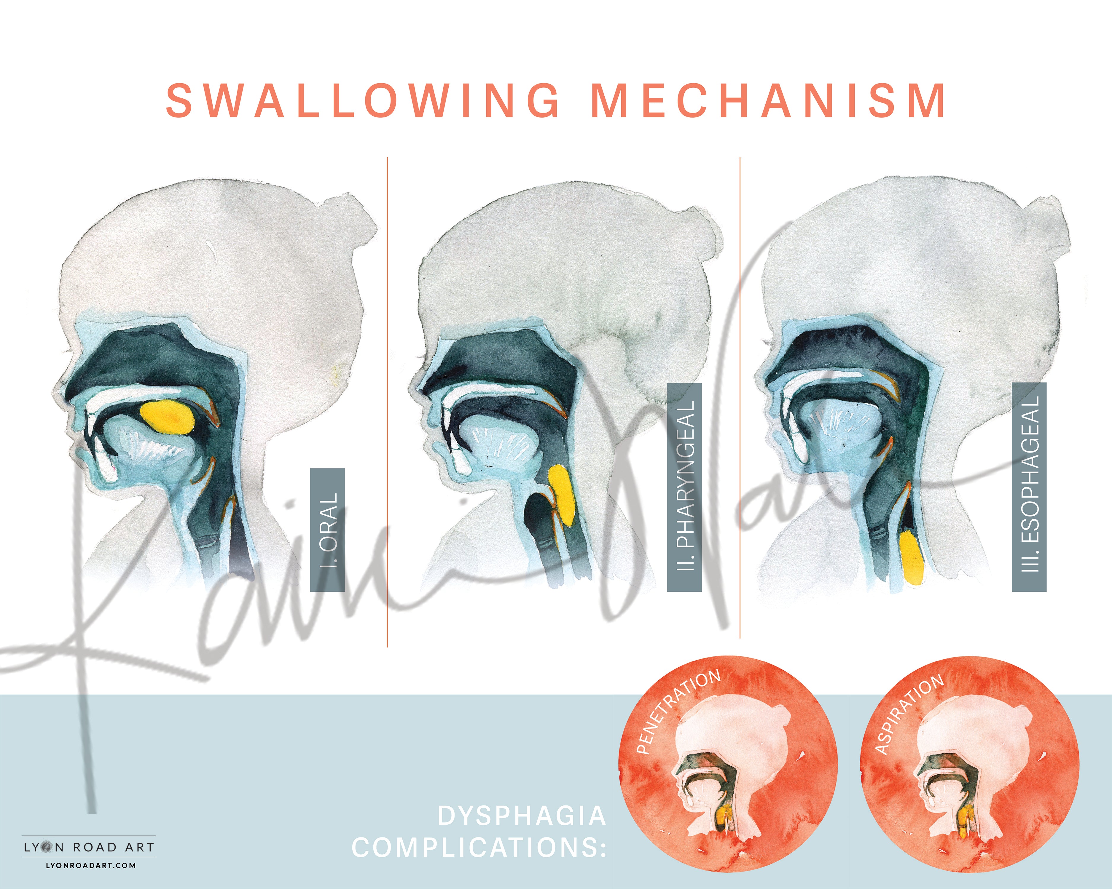 Swallowing Mechanism Poster