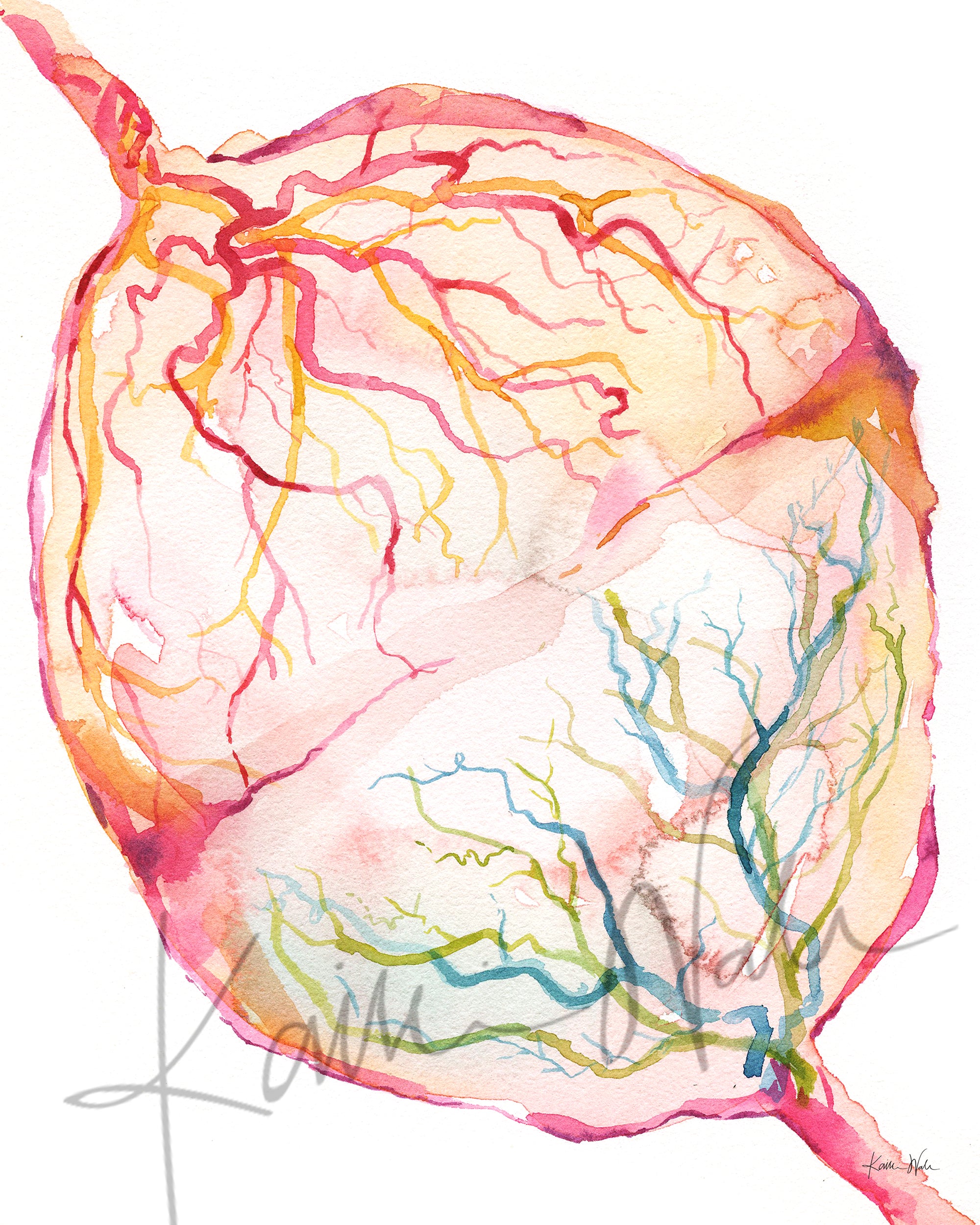 Twin Placenta in Bright Colors Watercolor Print