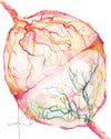 Twin Placenta in Bright Colors Watercolor Print