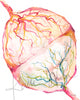 Twin Placenta in Bright Colors Watercolor Print