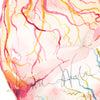Twin Placenta in Bright Colors Watercolor Print