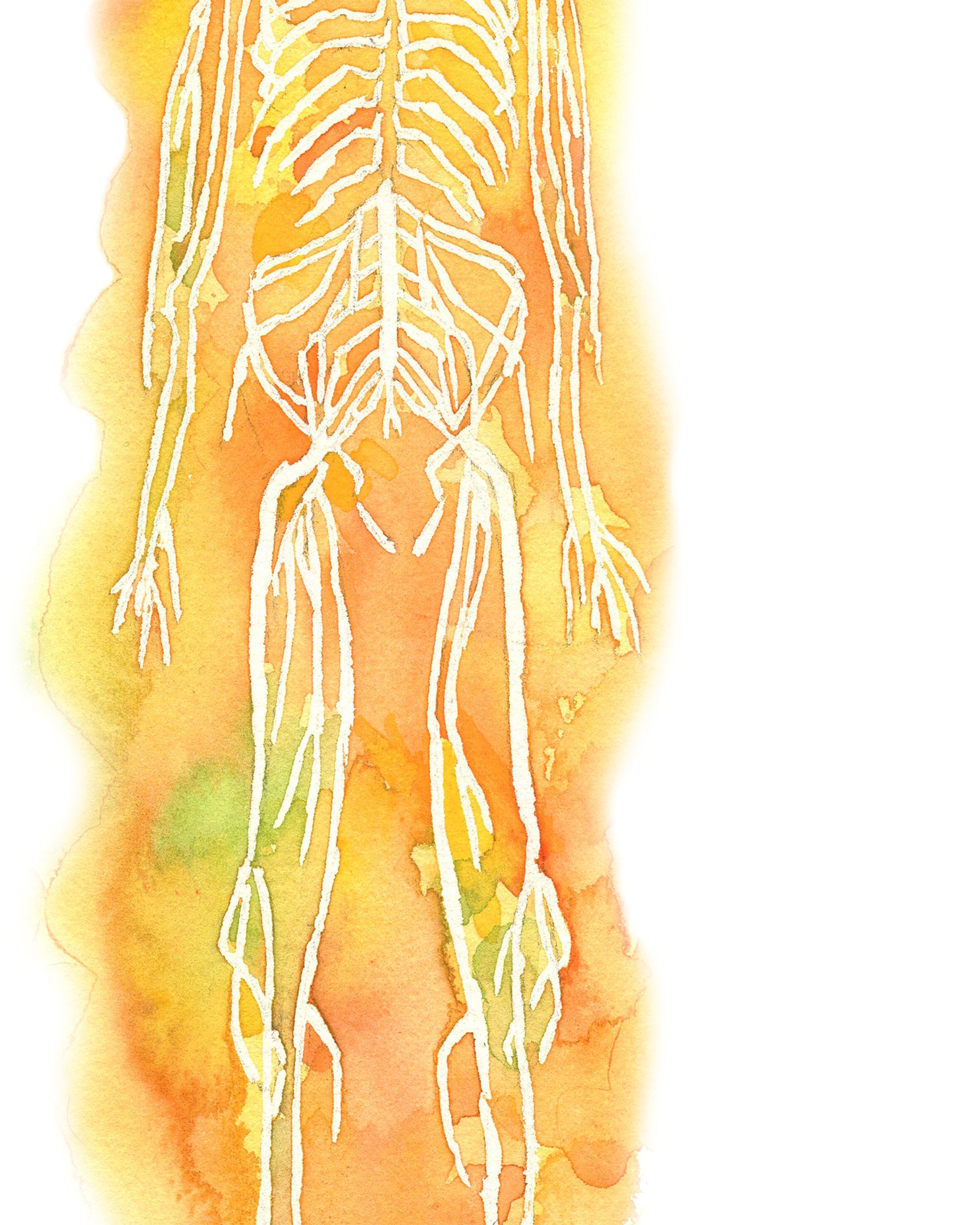 Nervous System Watercolor Print
