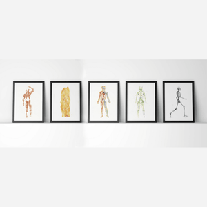 Body Systems Set Of 5 Watercolor Print