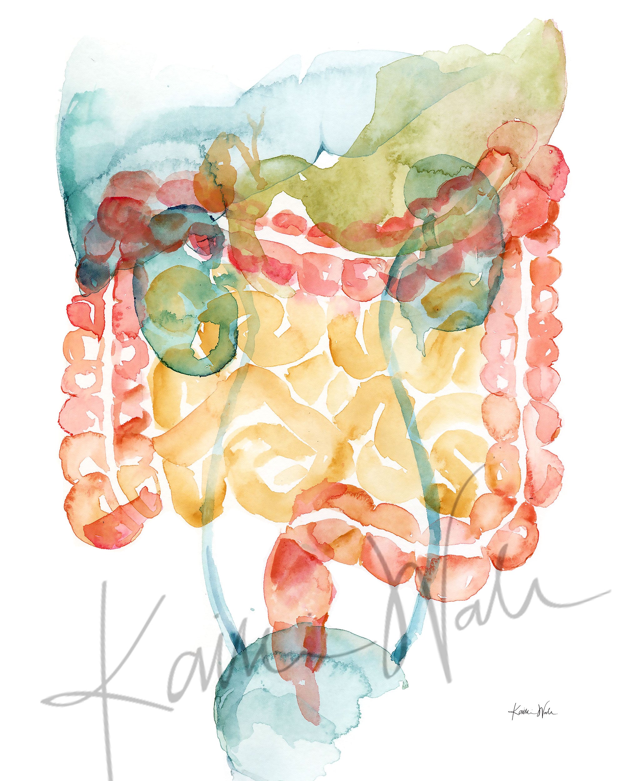 Unframed watercolor painting of the gastrointestinal and urinary system. 