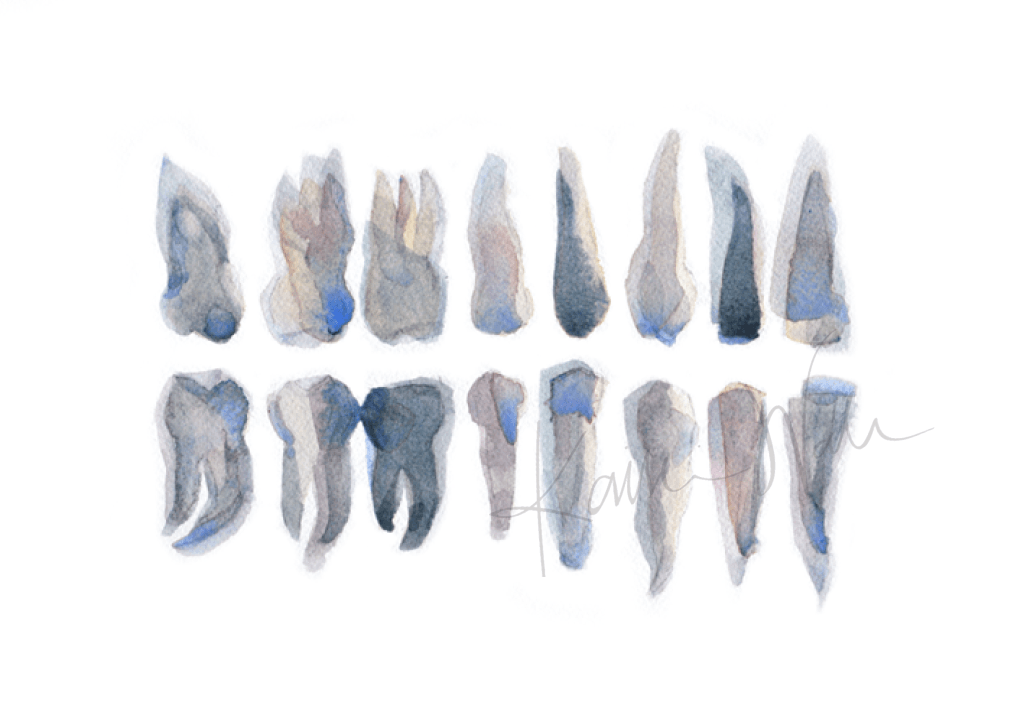 Blue Gray Teeth Print Watercolor- Anatomy Art - Dental  Art- Gift for Hygienist - Neutral colors