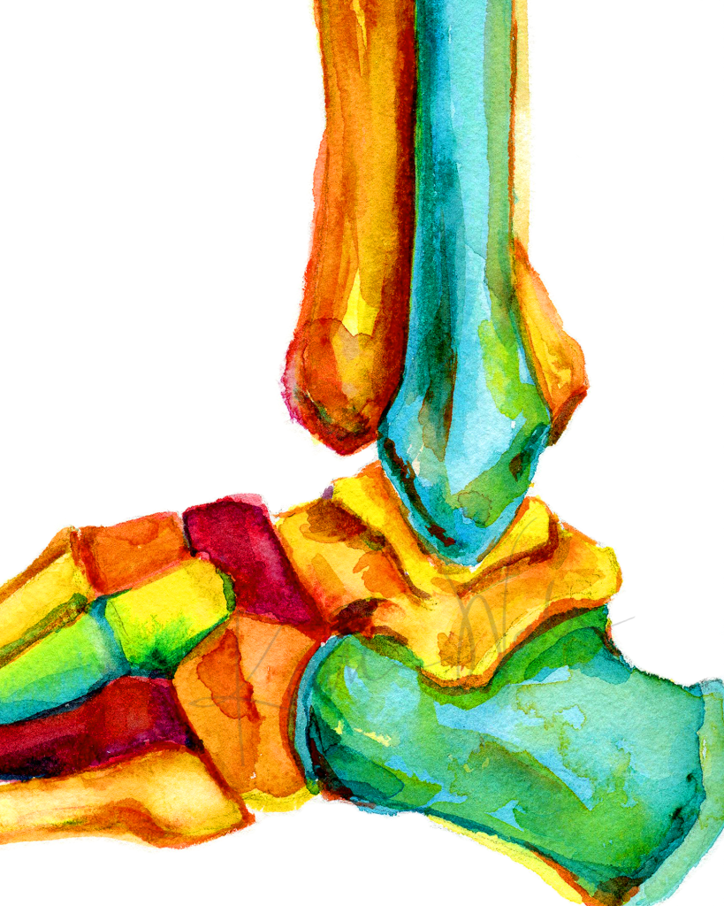 Bright Bones Of The Ankle Print Watercolor