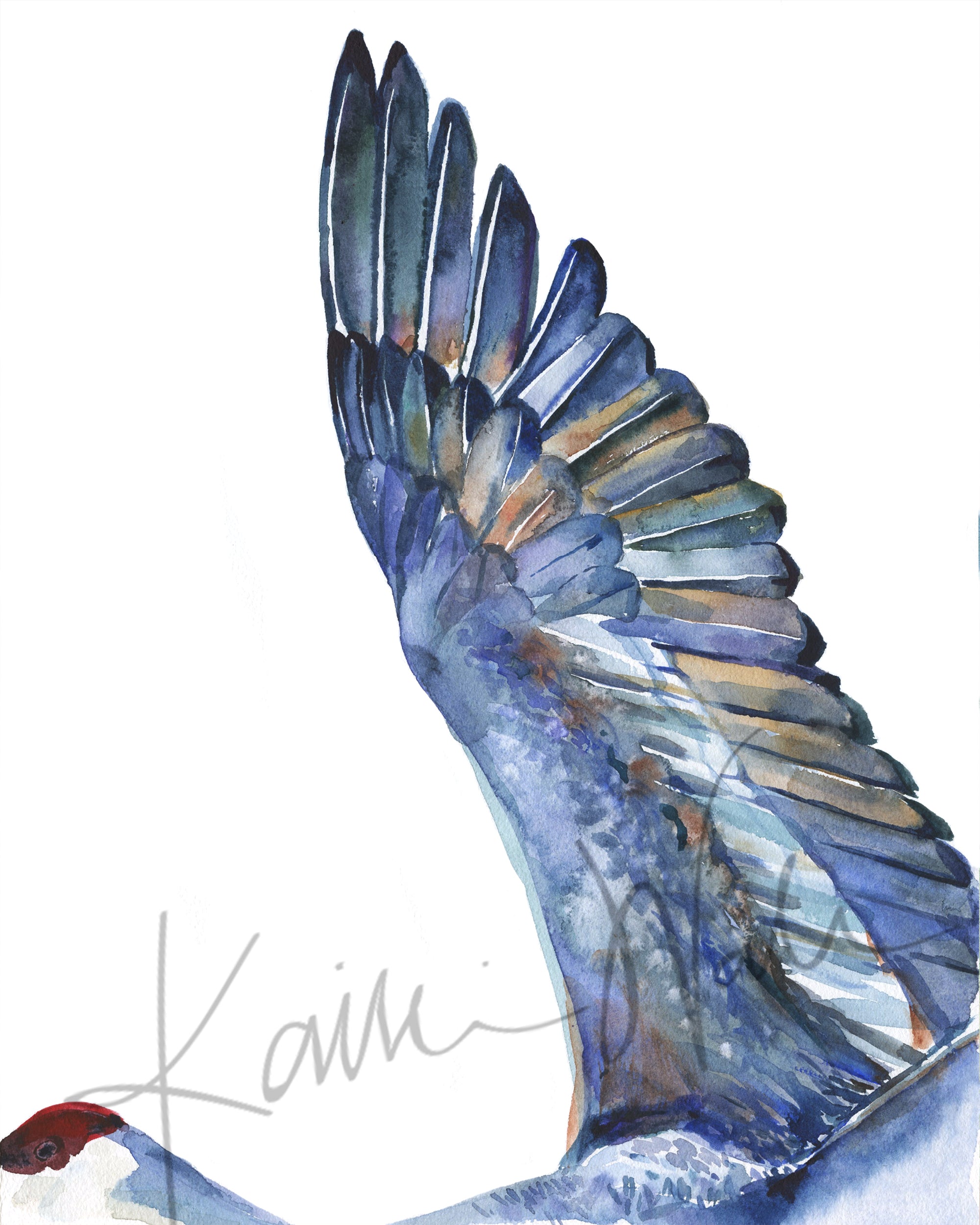 Unframed watercolor of a crane's wings with dark blue and brown feathers.