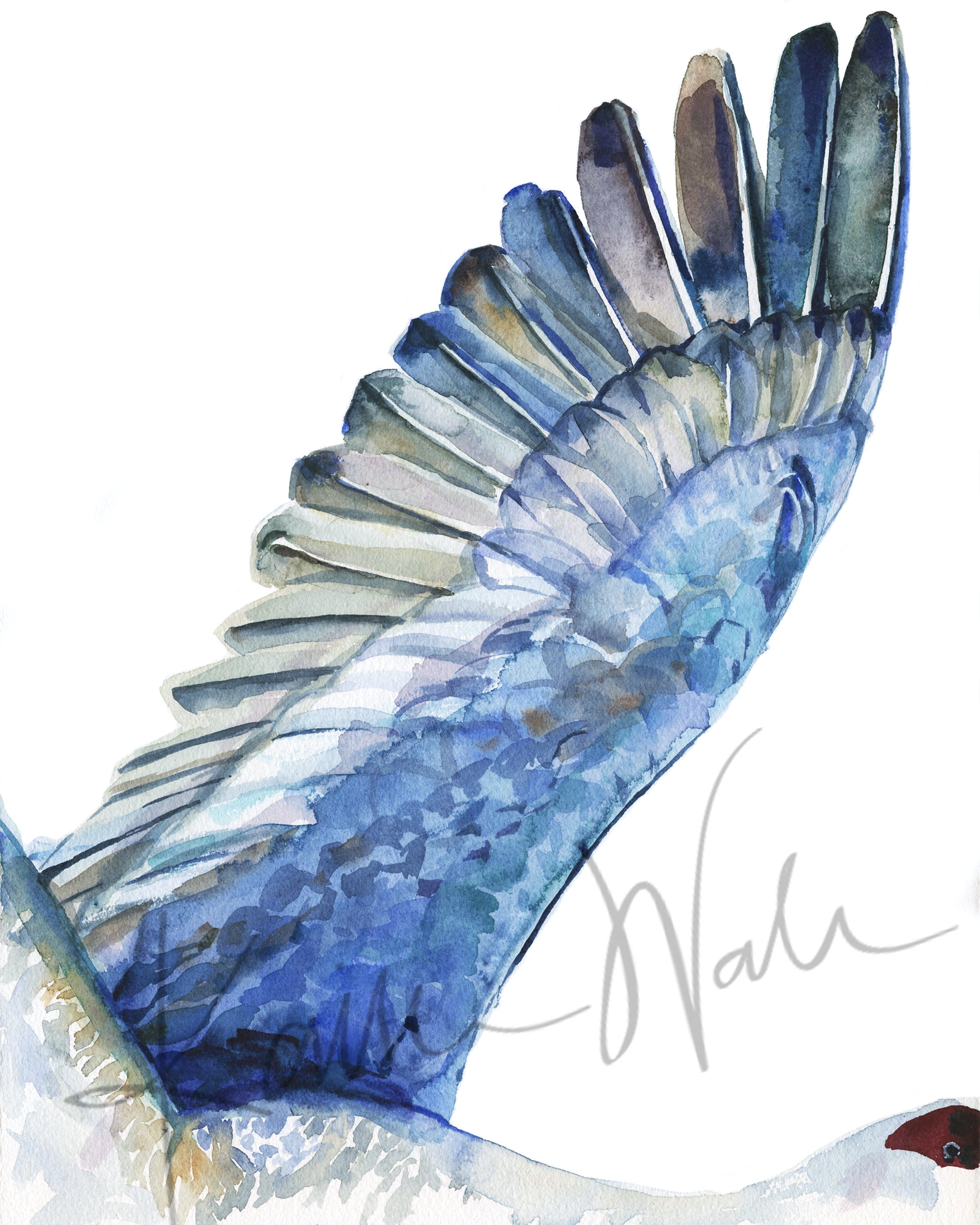 Unframed watercolor diptych of a crane's wing with blue feathers. 